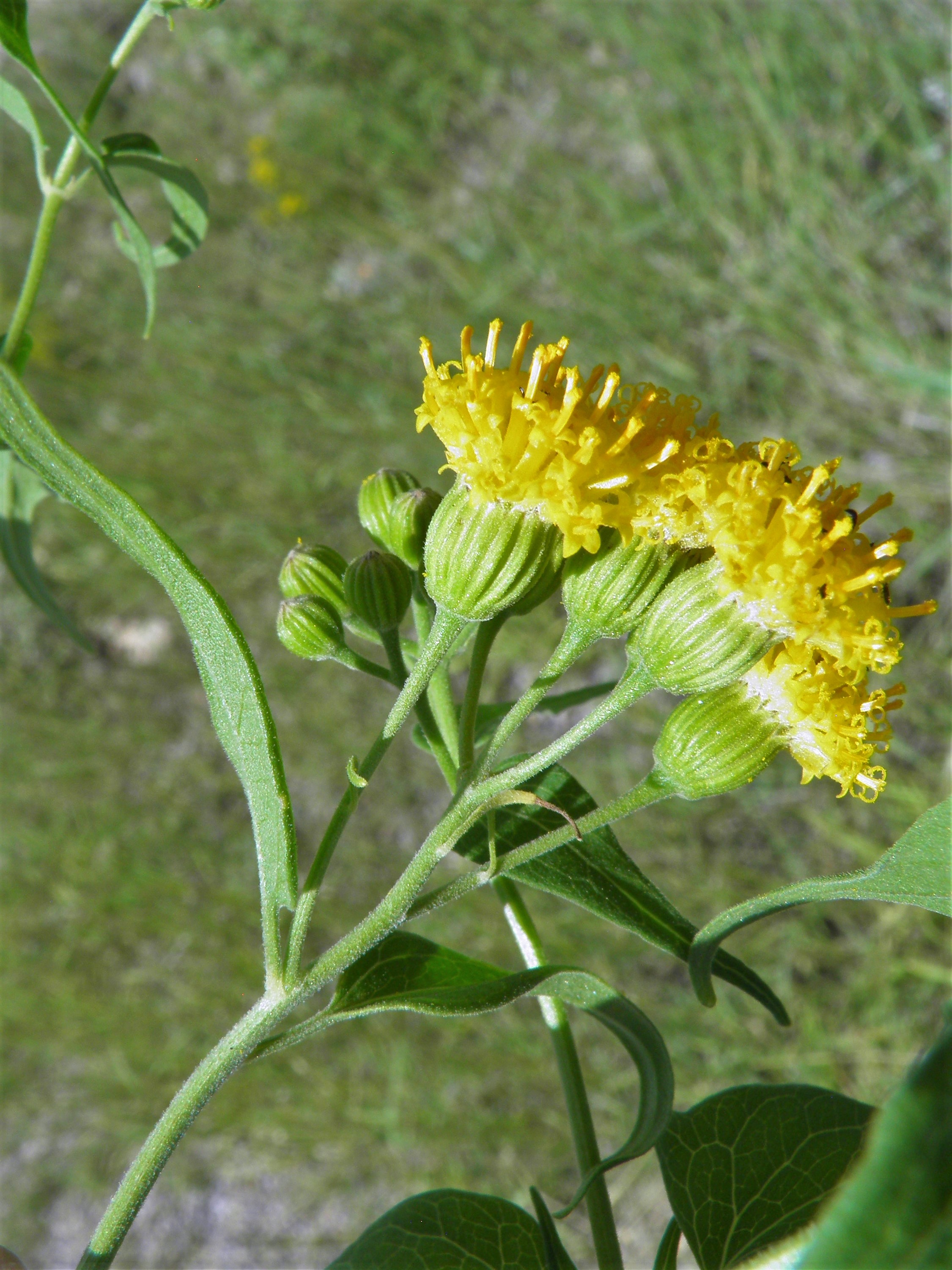 <i>Pericome caudata</i>; Mountain Tail-leaf