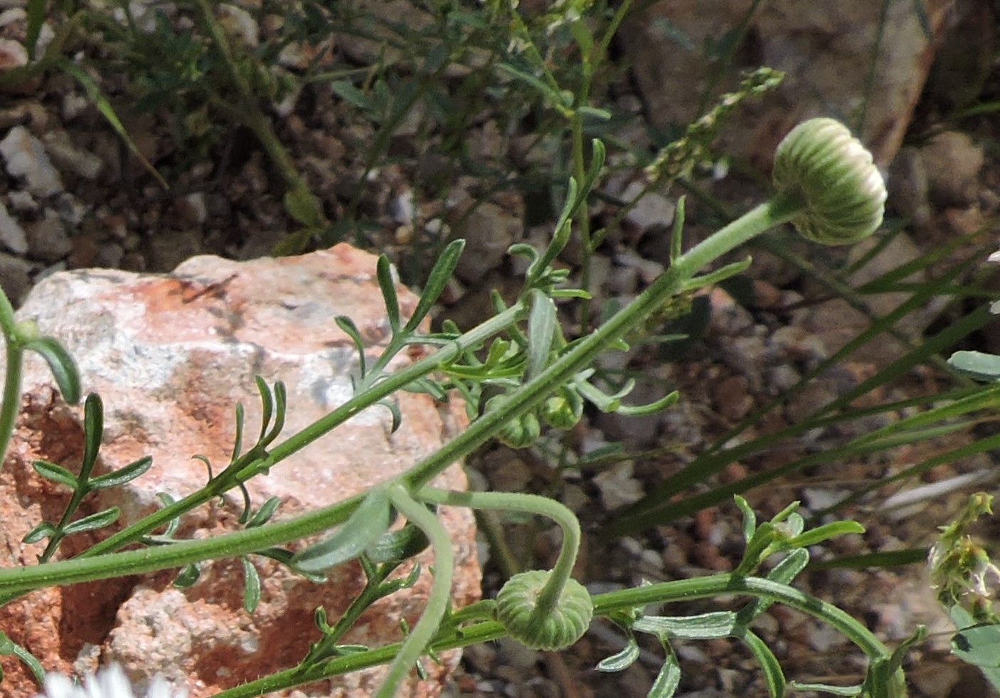 <i>Erigeron neomexicanus</i>; New Mexico Fleabane