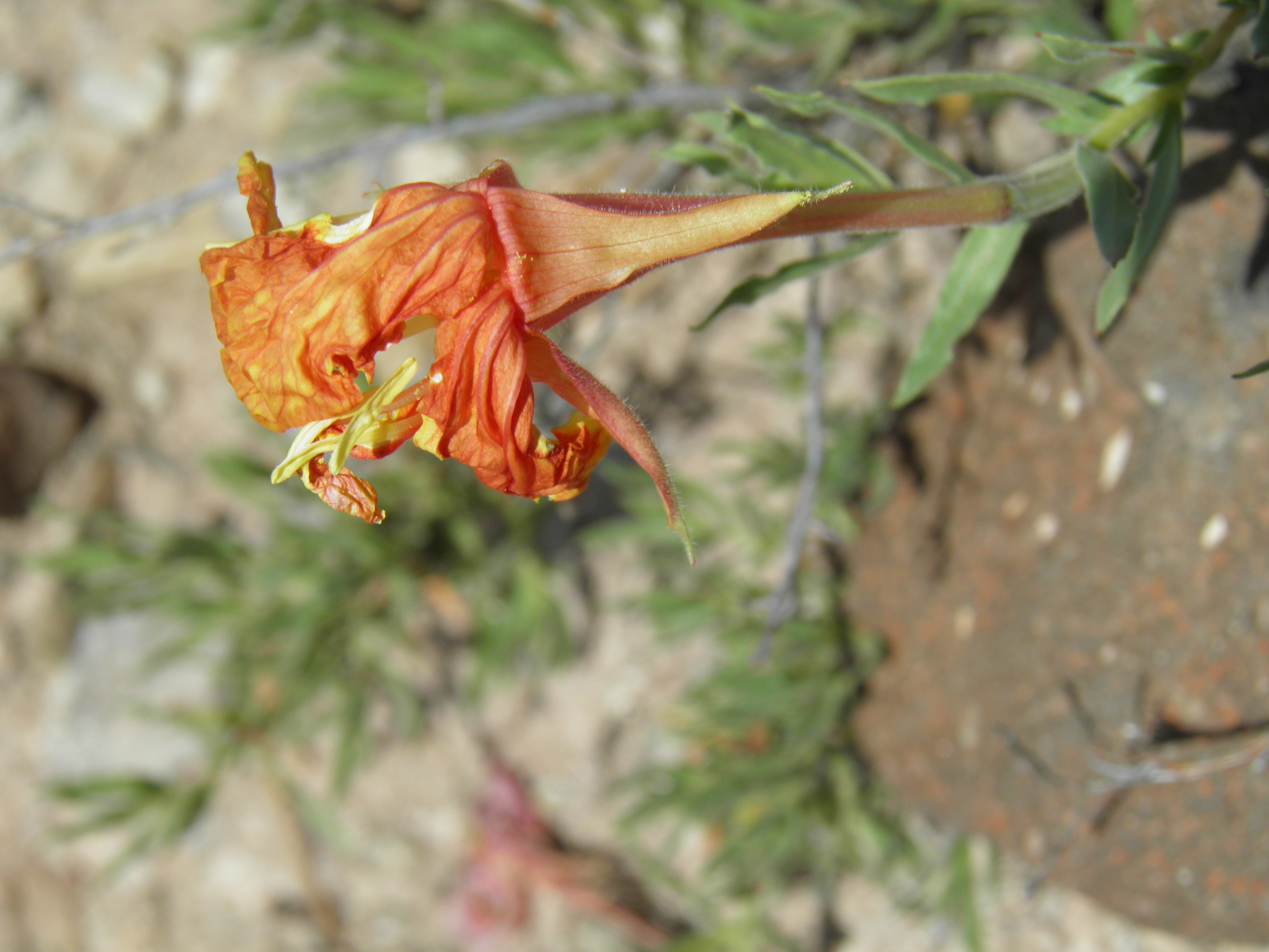 <i>Oenothera hartwegii ssp. pubescens</i>; Gregg's Sundrops