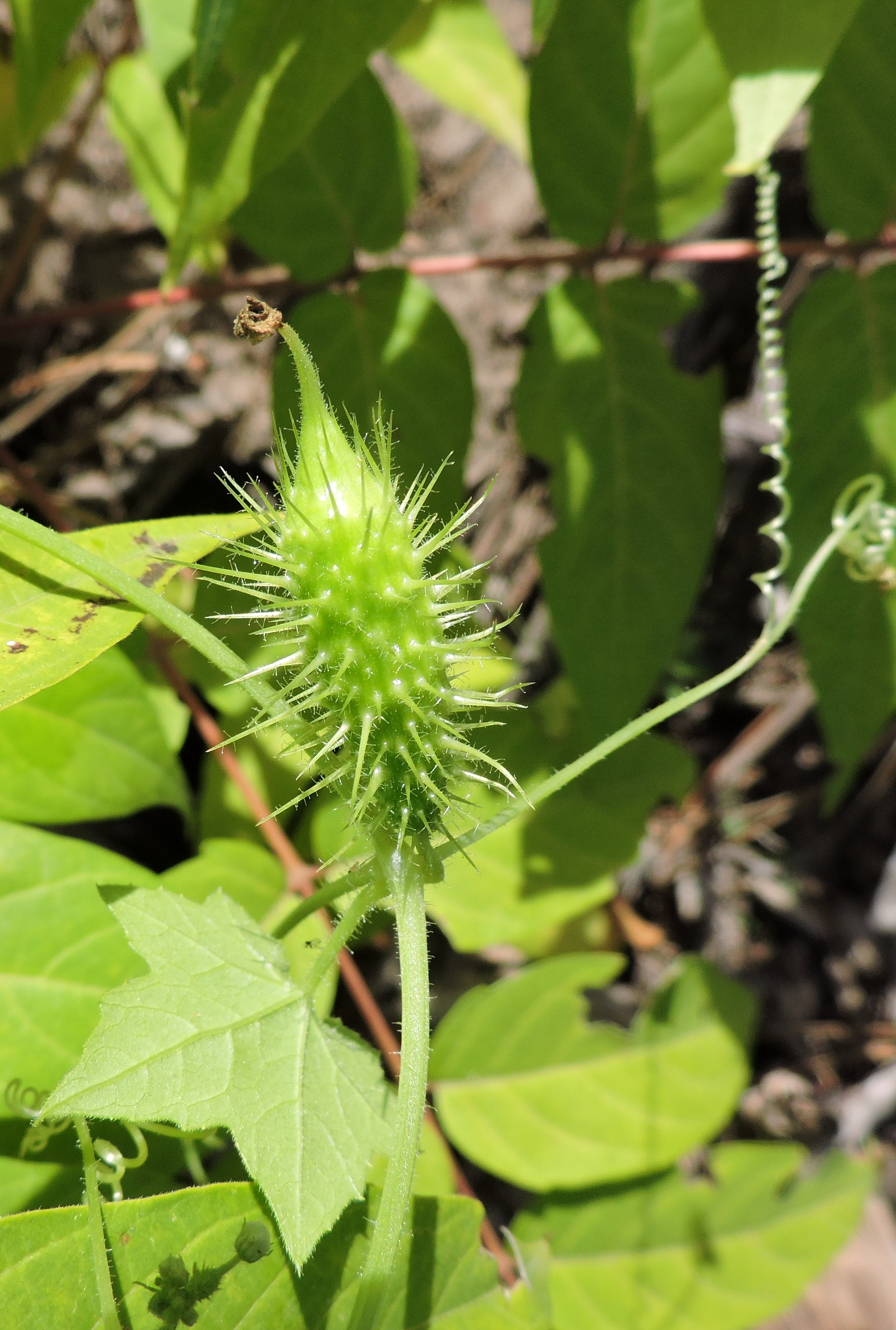 <i>Echinopepon wrightii</i>; Wright's Balsam Apple