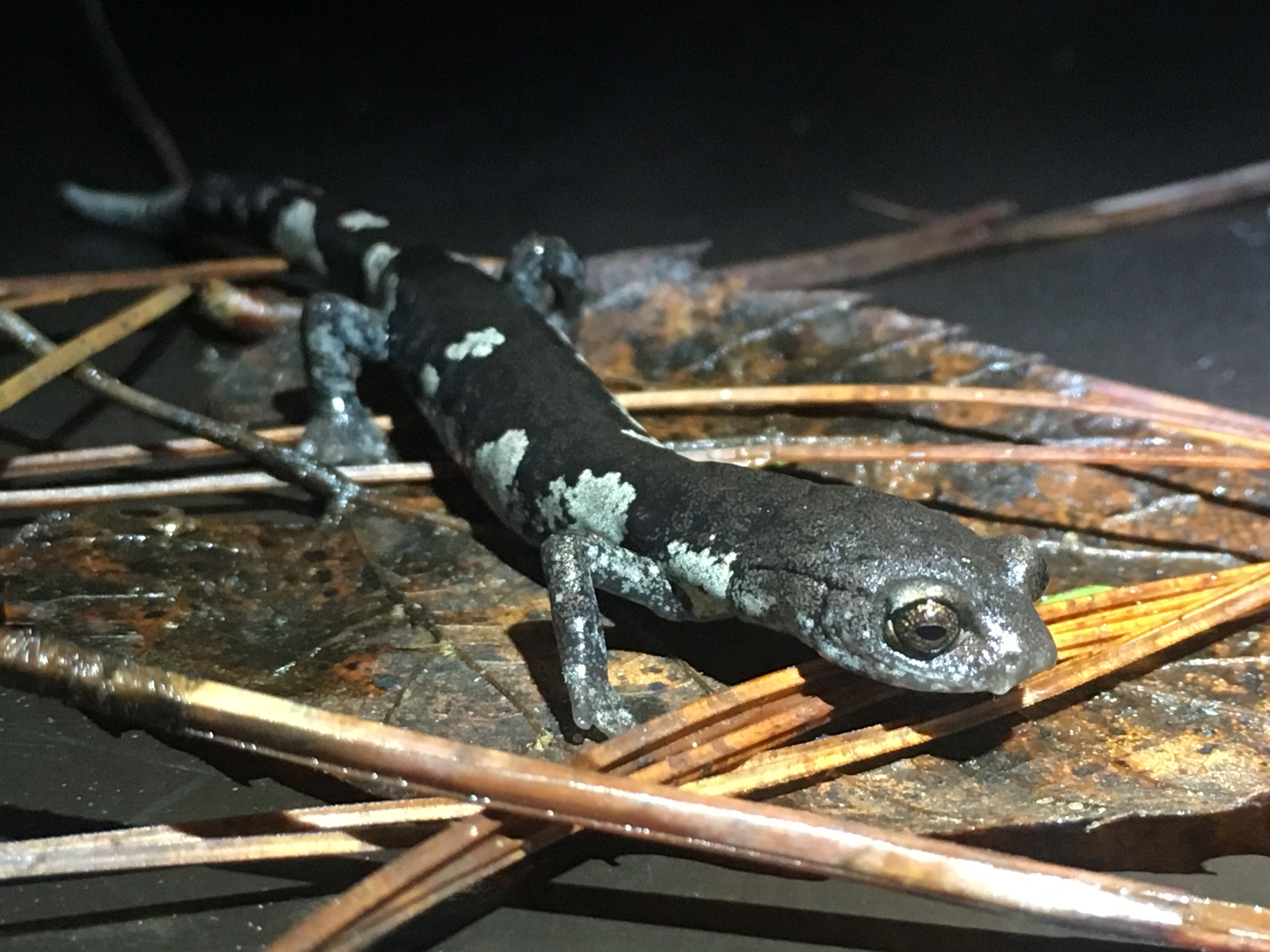 <i>Aquiloeurycea scandens</i>; Tamaulipan False Brook Salamander