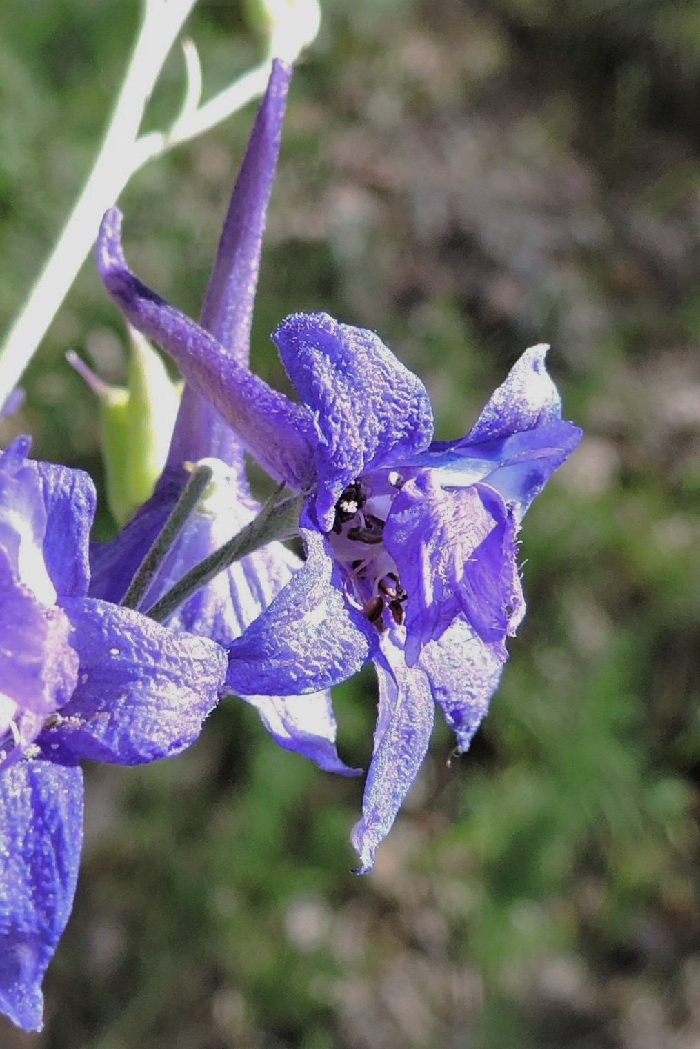 <i>Delphinium ramosum</i>; Mountain Larkspur