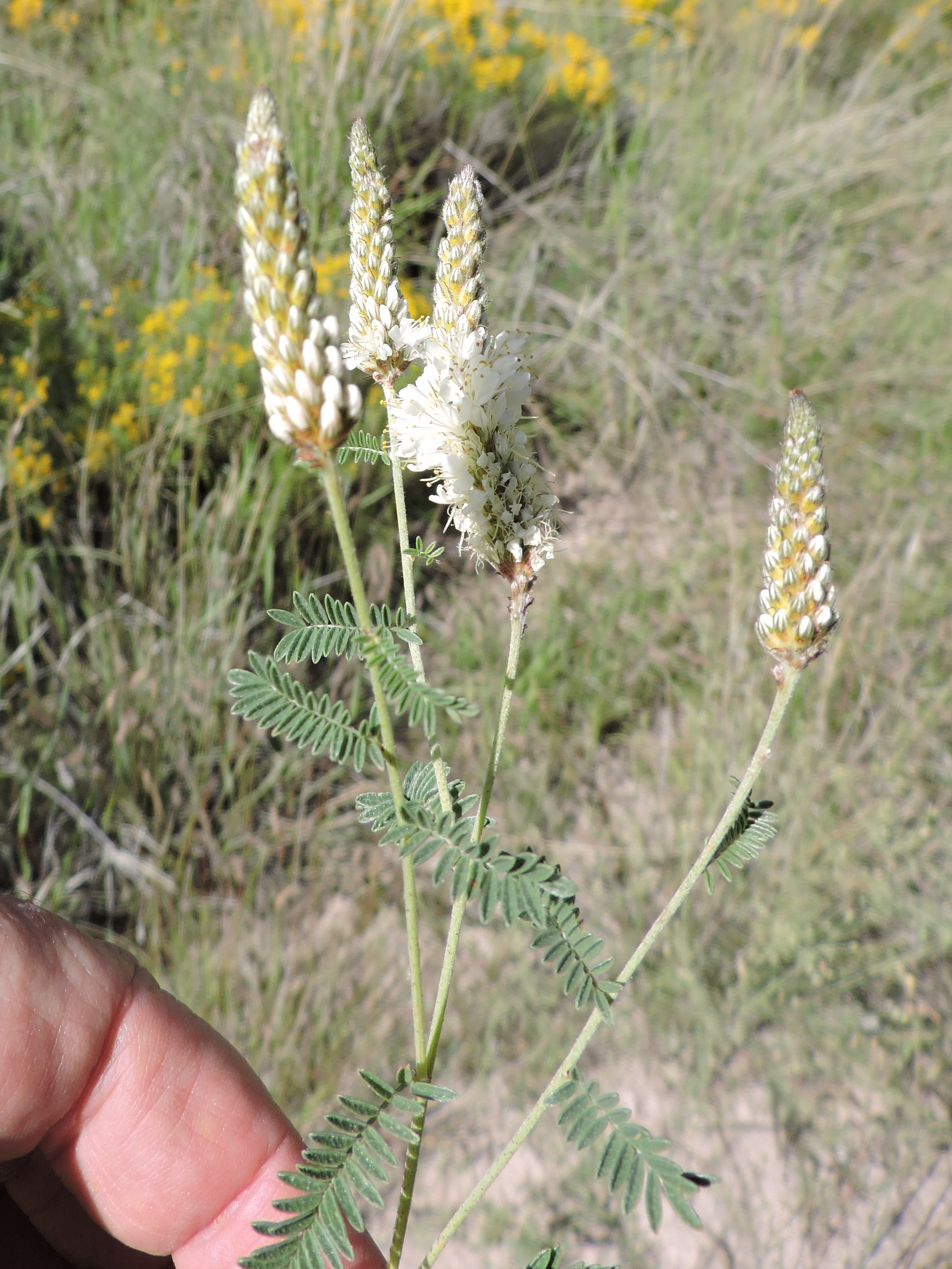 <i>Dalea albiflora</i>; Whiteflower Prairie Clover