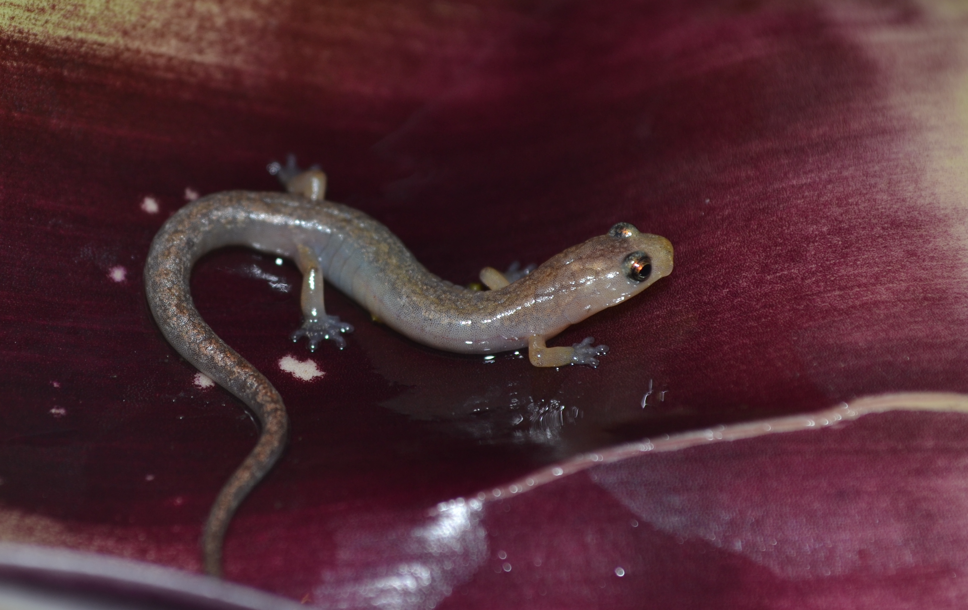 <i>Chiropterotriton aureus</i>; Atzalan Golden Salamander