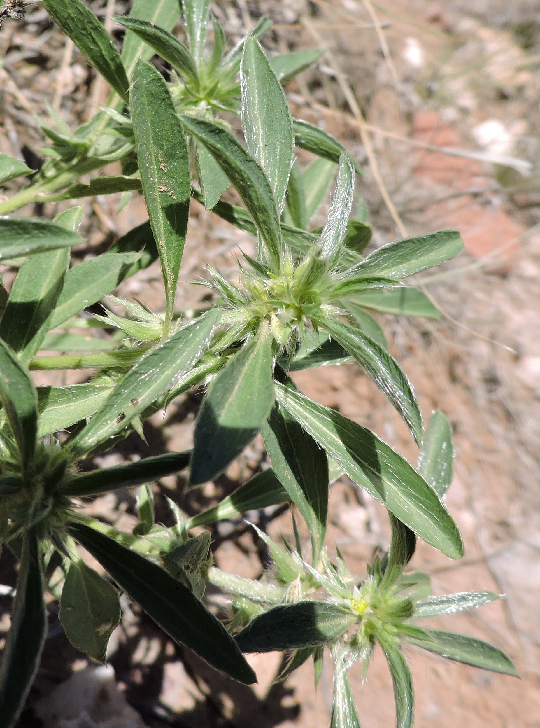 <i>Ditaxis neomexicana</i>; New Mexico Silverbush