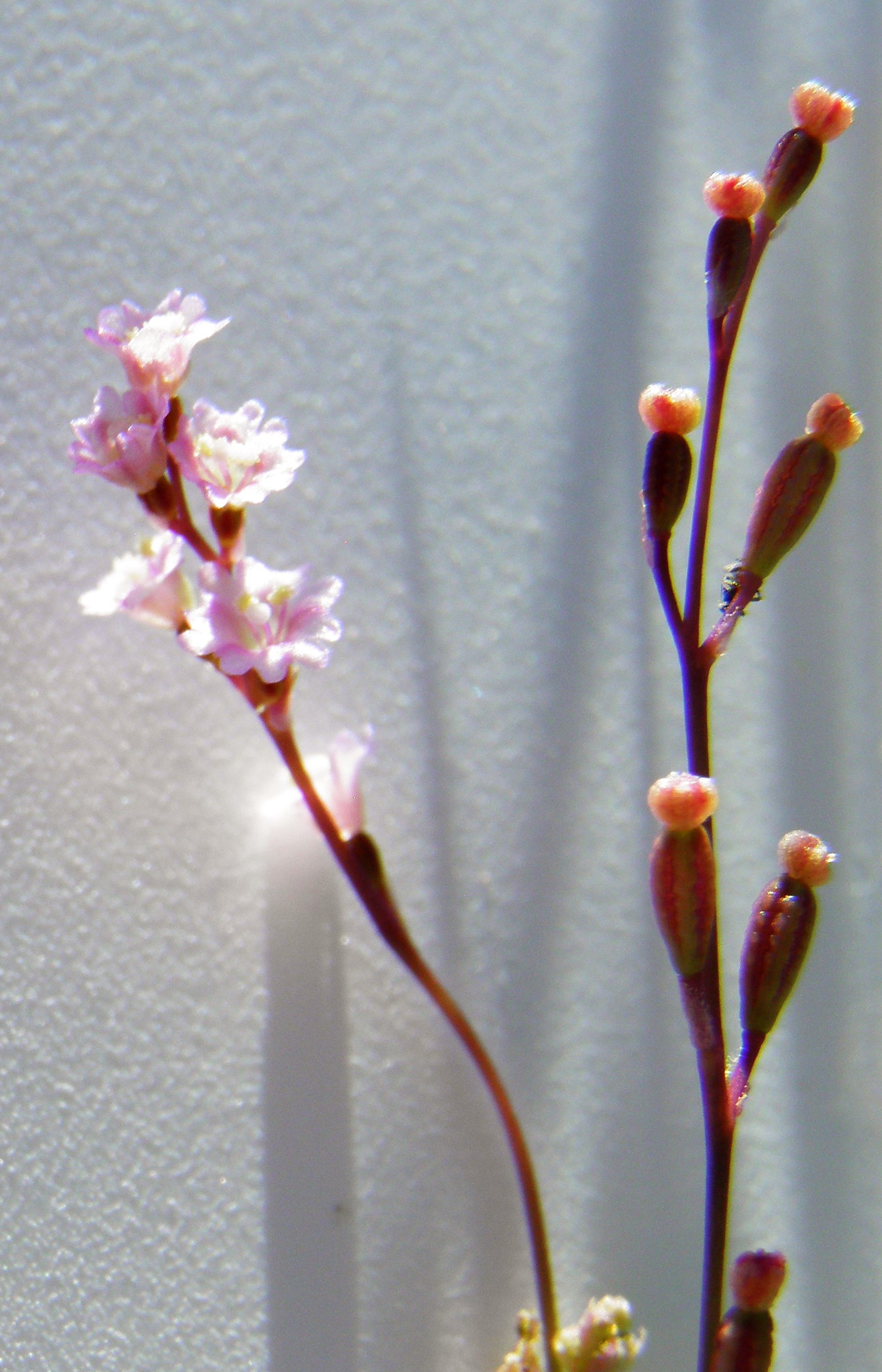 <i>Boerhavia torreyana</i>; Torrey's Spiderling