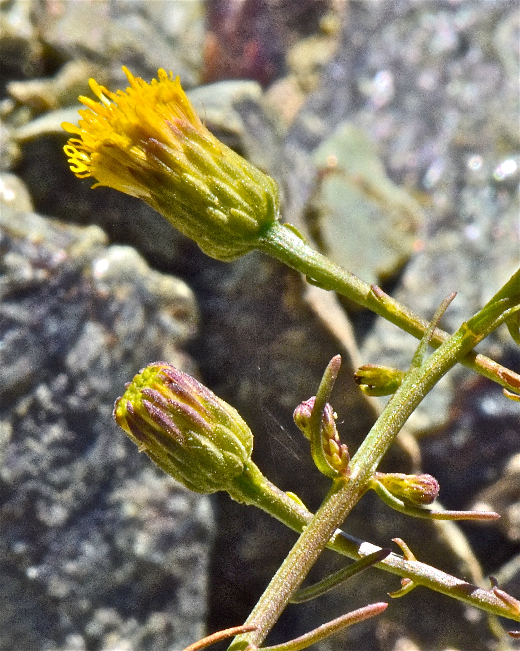 <i>Erigeron reductus var. angustatus</i>