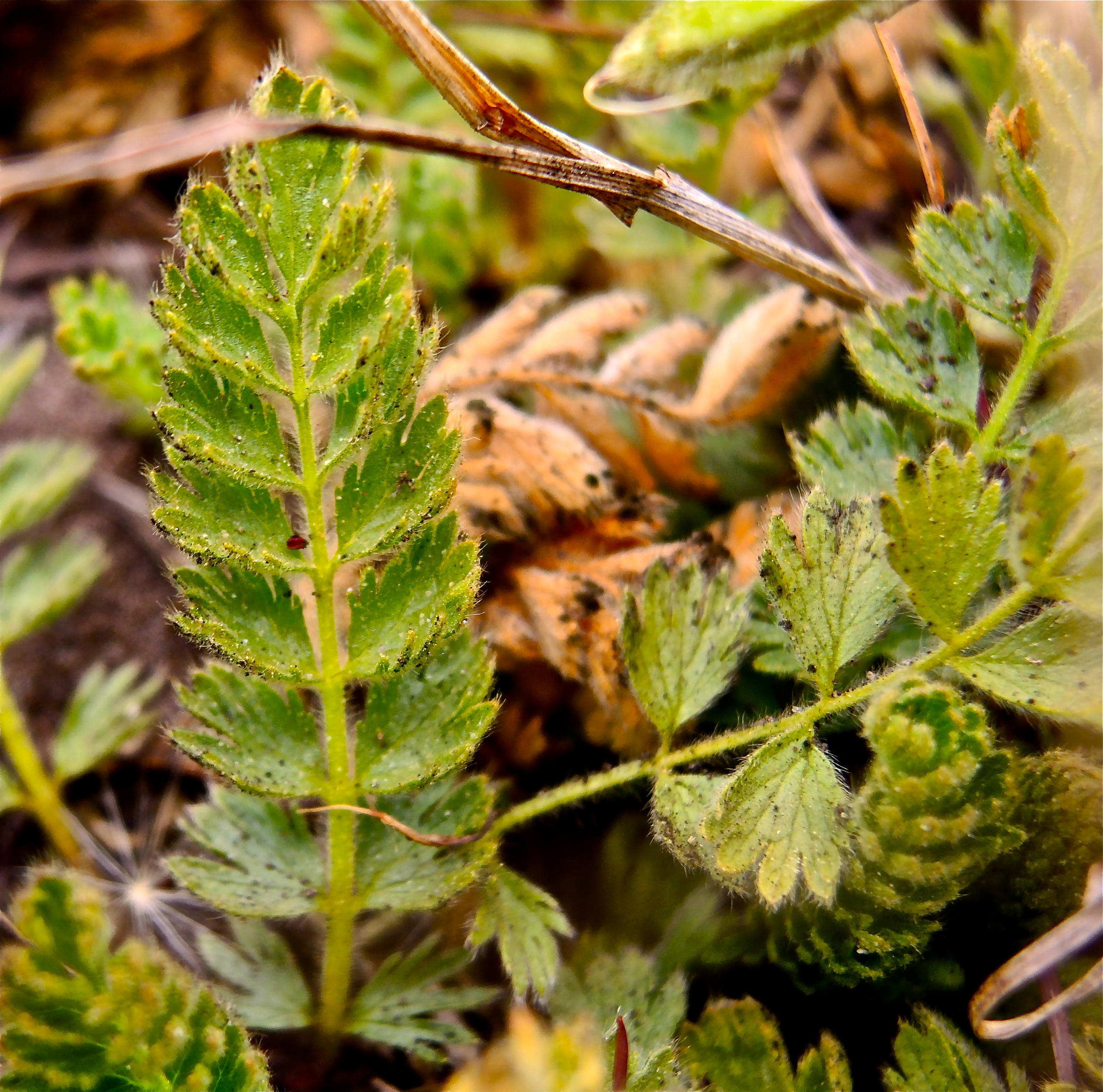 <i>Horkelia marinensis</i>