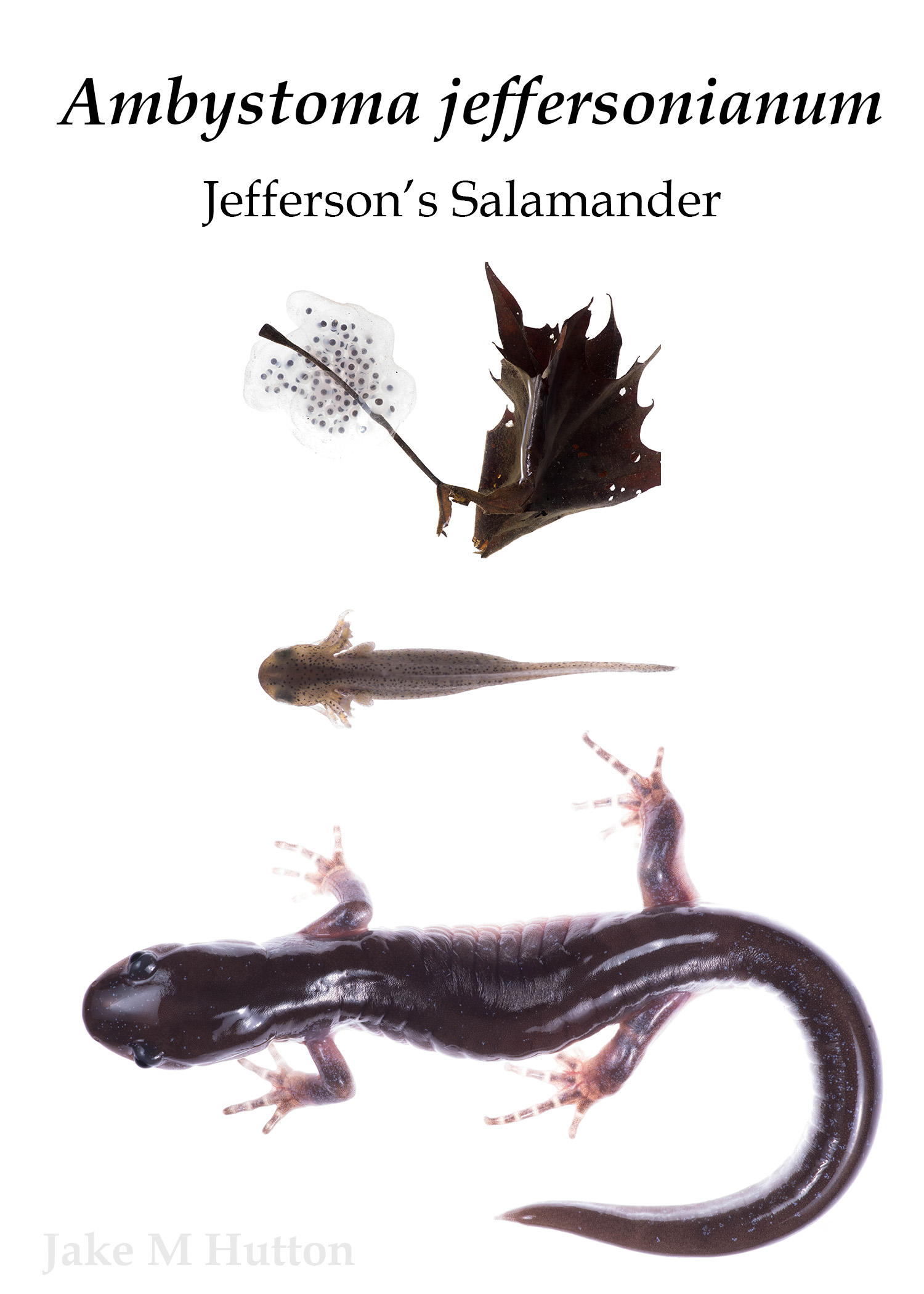 <i>Ambystoma jeffersonianum</i>; Jefferson's Salamander