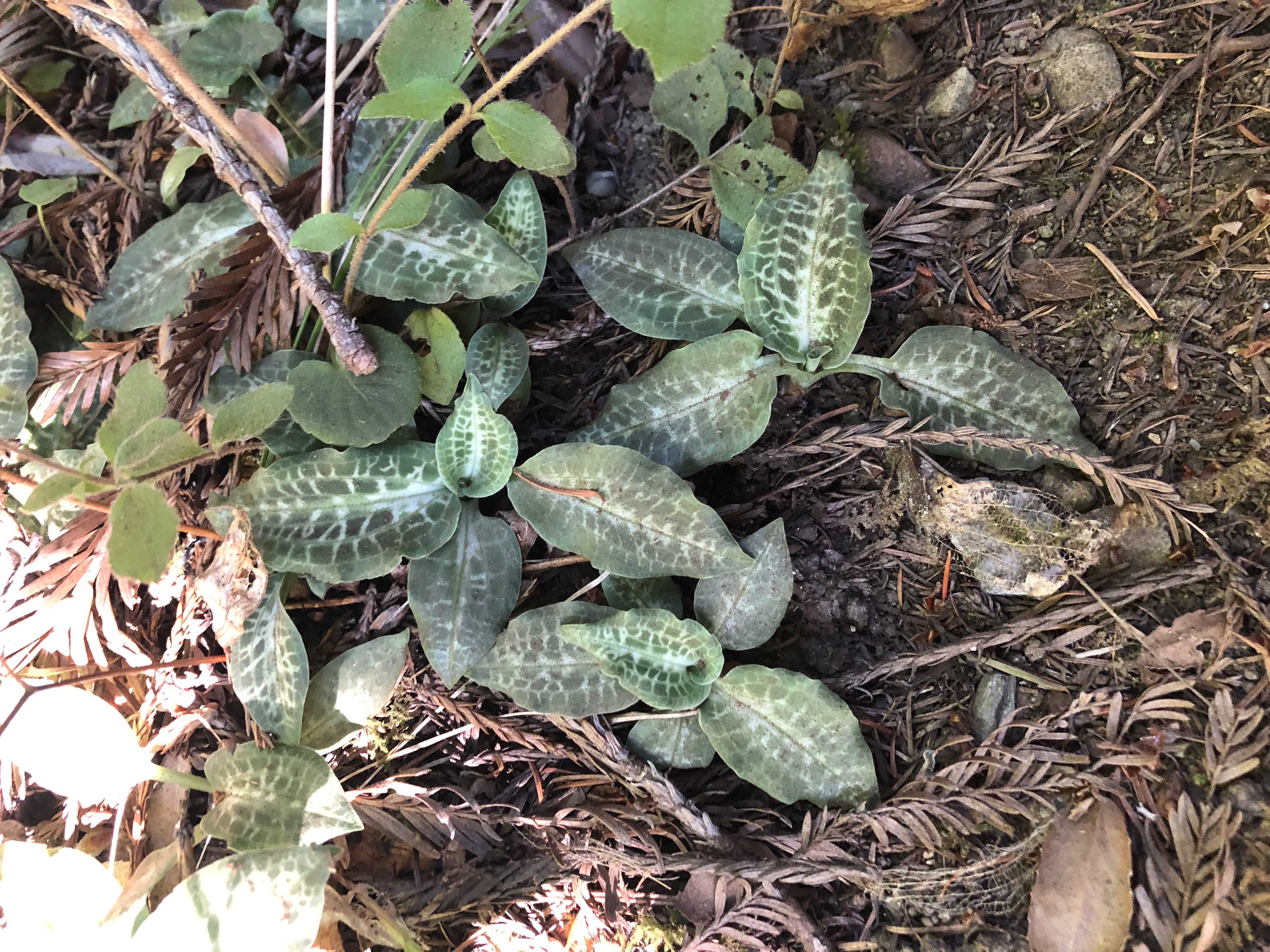 <i>Goodyera oblongifolia</i>; Western Rattlesnake Plantain