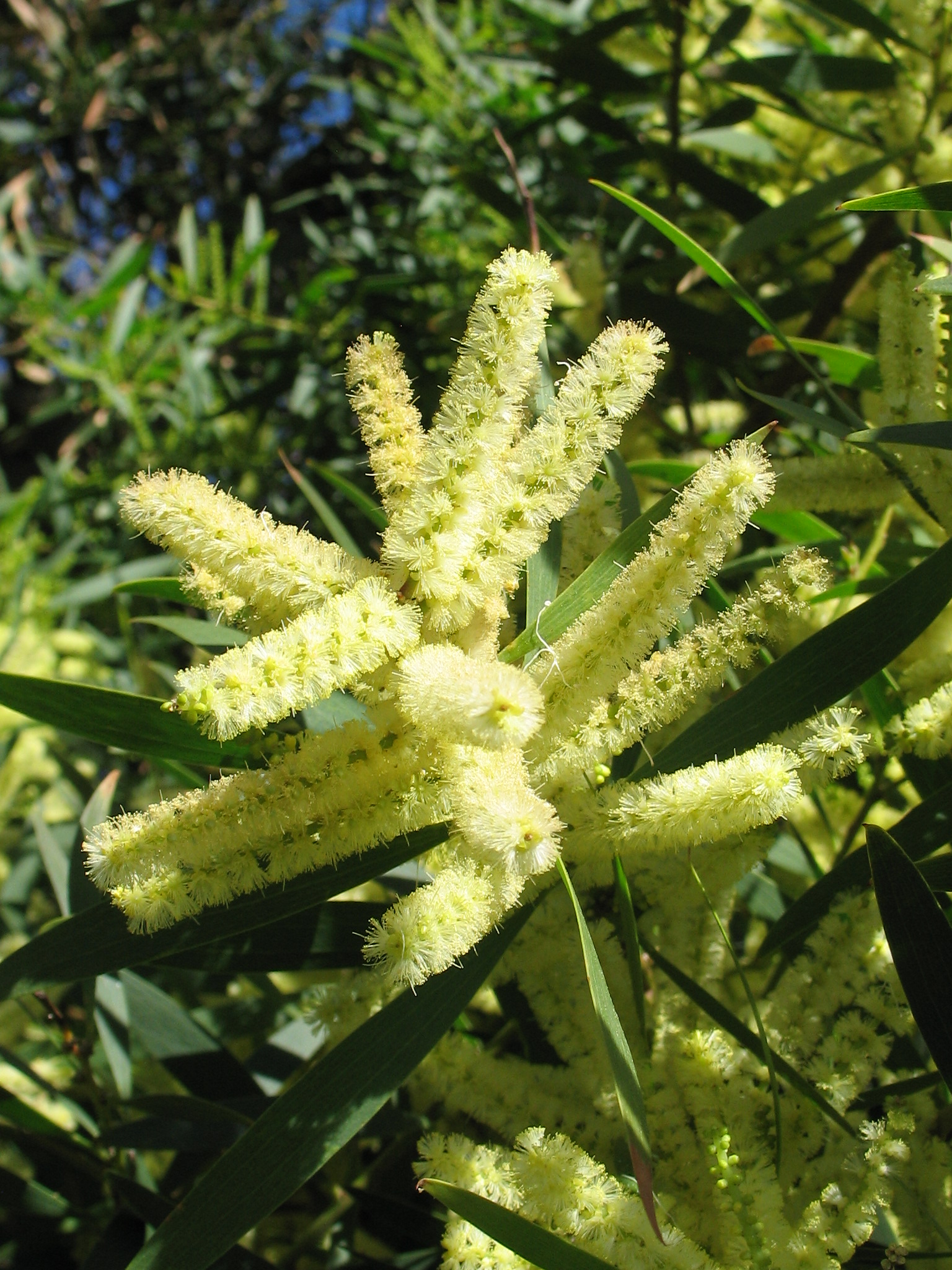 <i>Acacia longifolia</i>