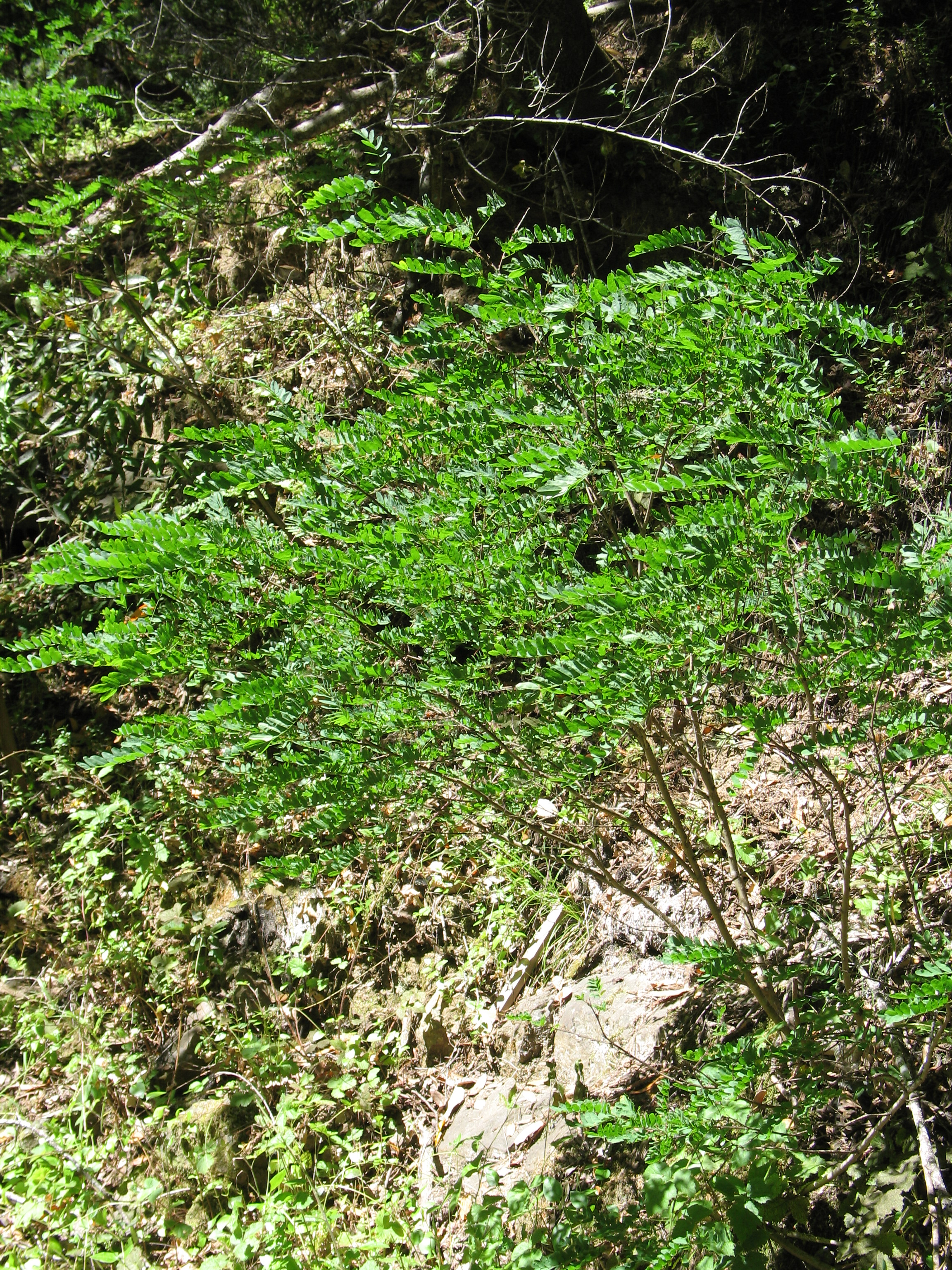 <i>Amorpha californica var. napensis</i>
