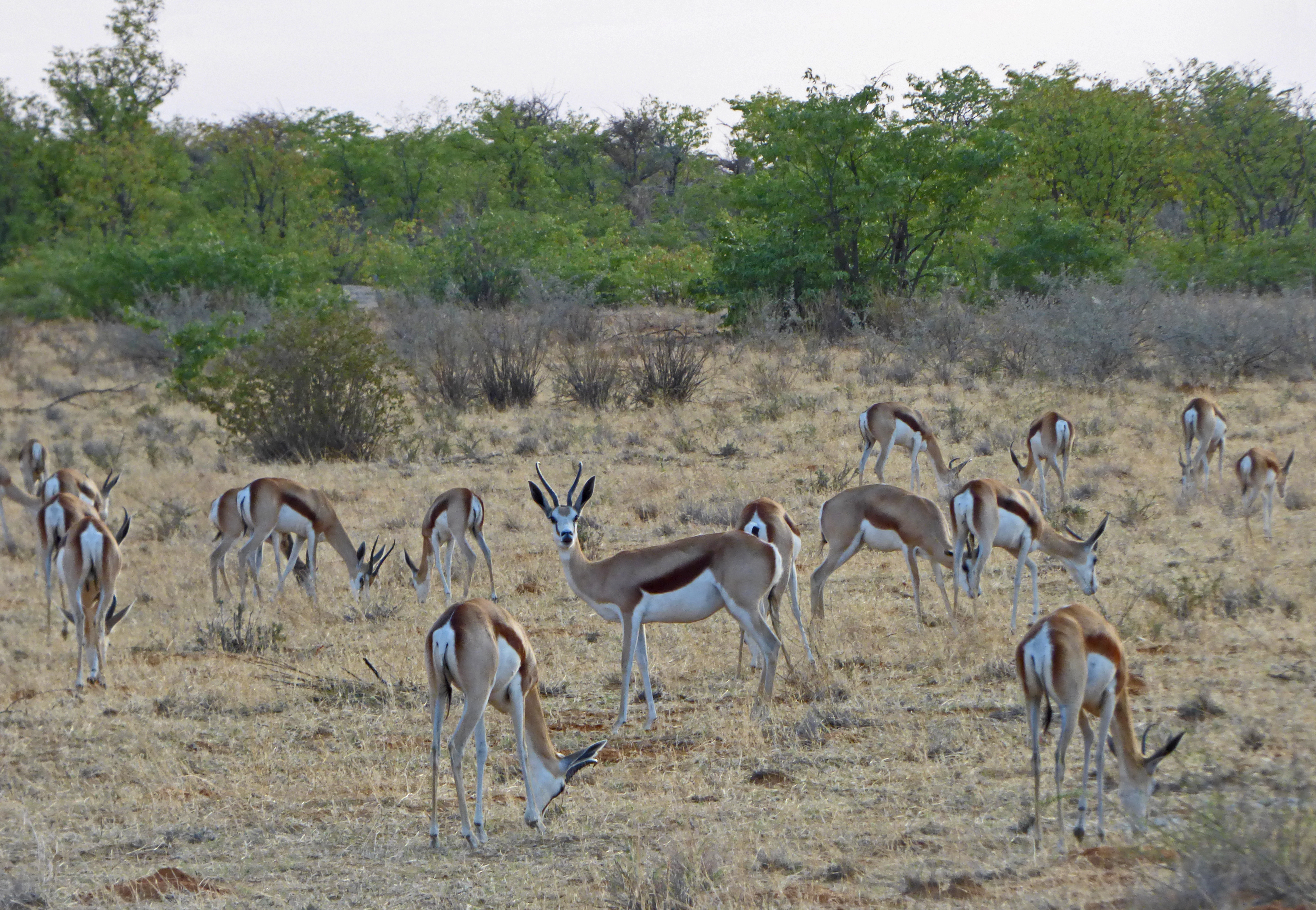 <i>Antidorcas marsupialis</i>; Springbok