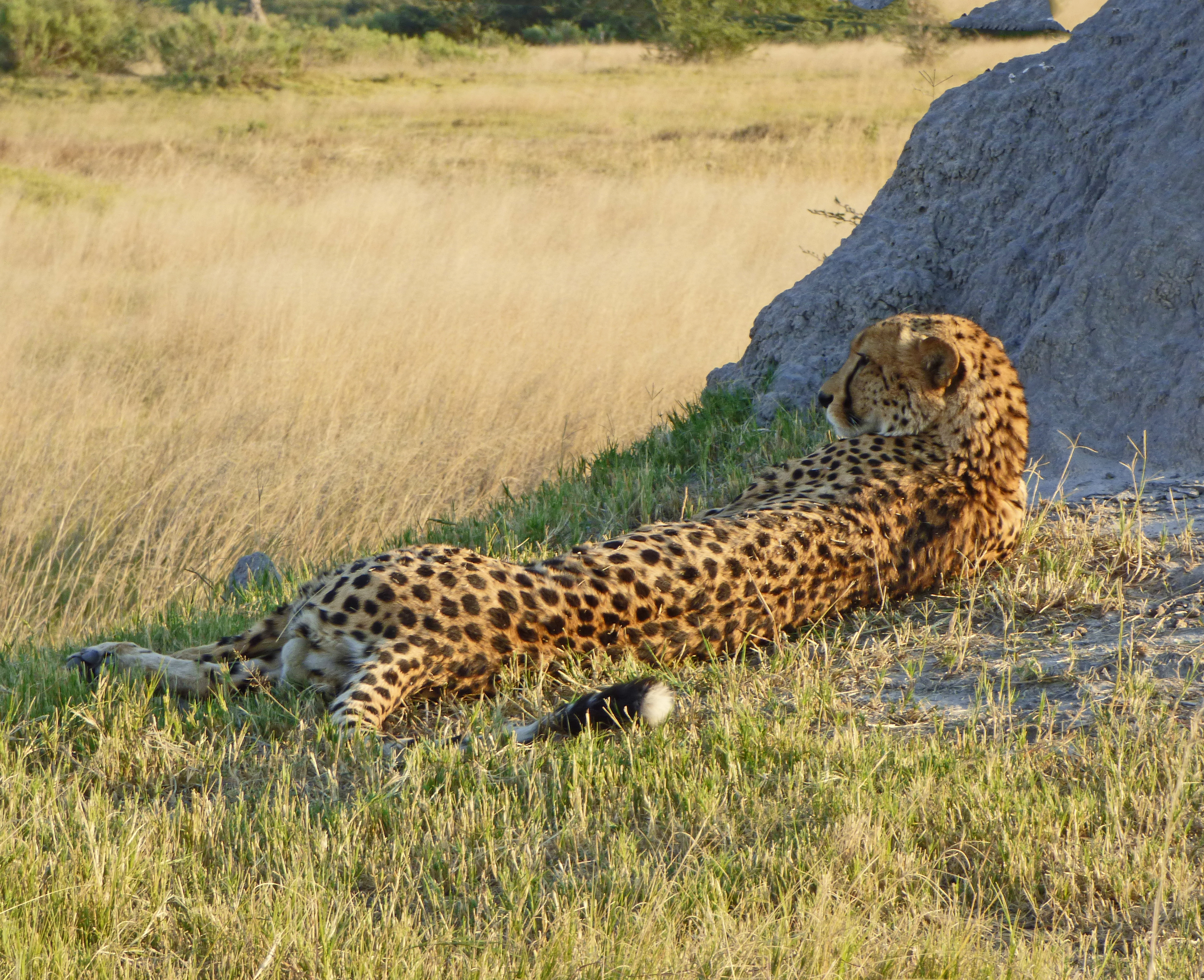 <i>Acinonyx jubatus</i>; Cheetah