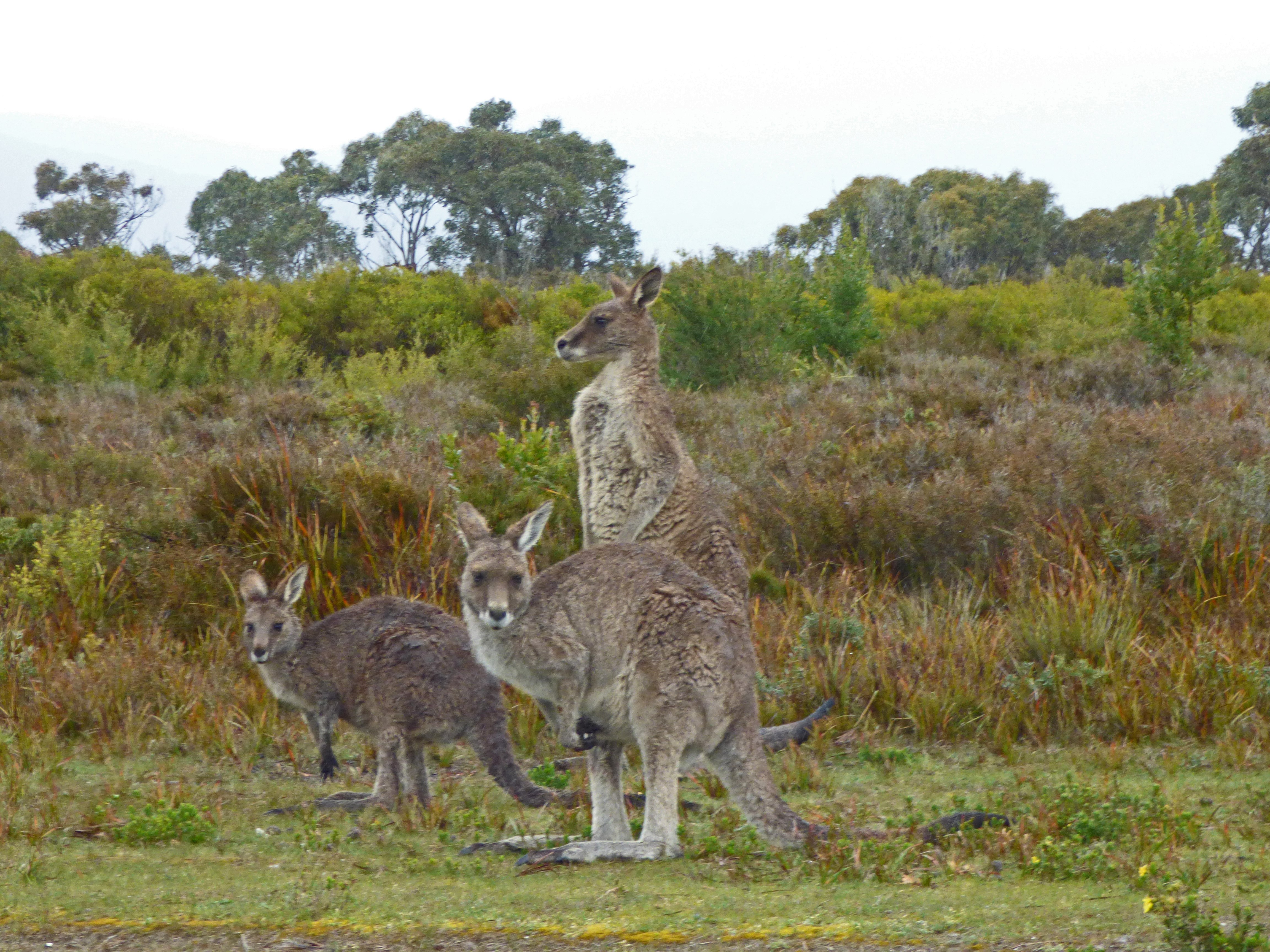 <i>Macropus giganteus</i>; Eastern Grey Kangaroo