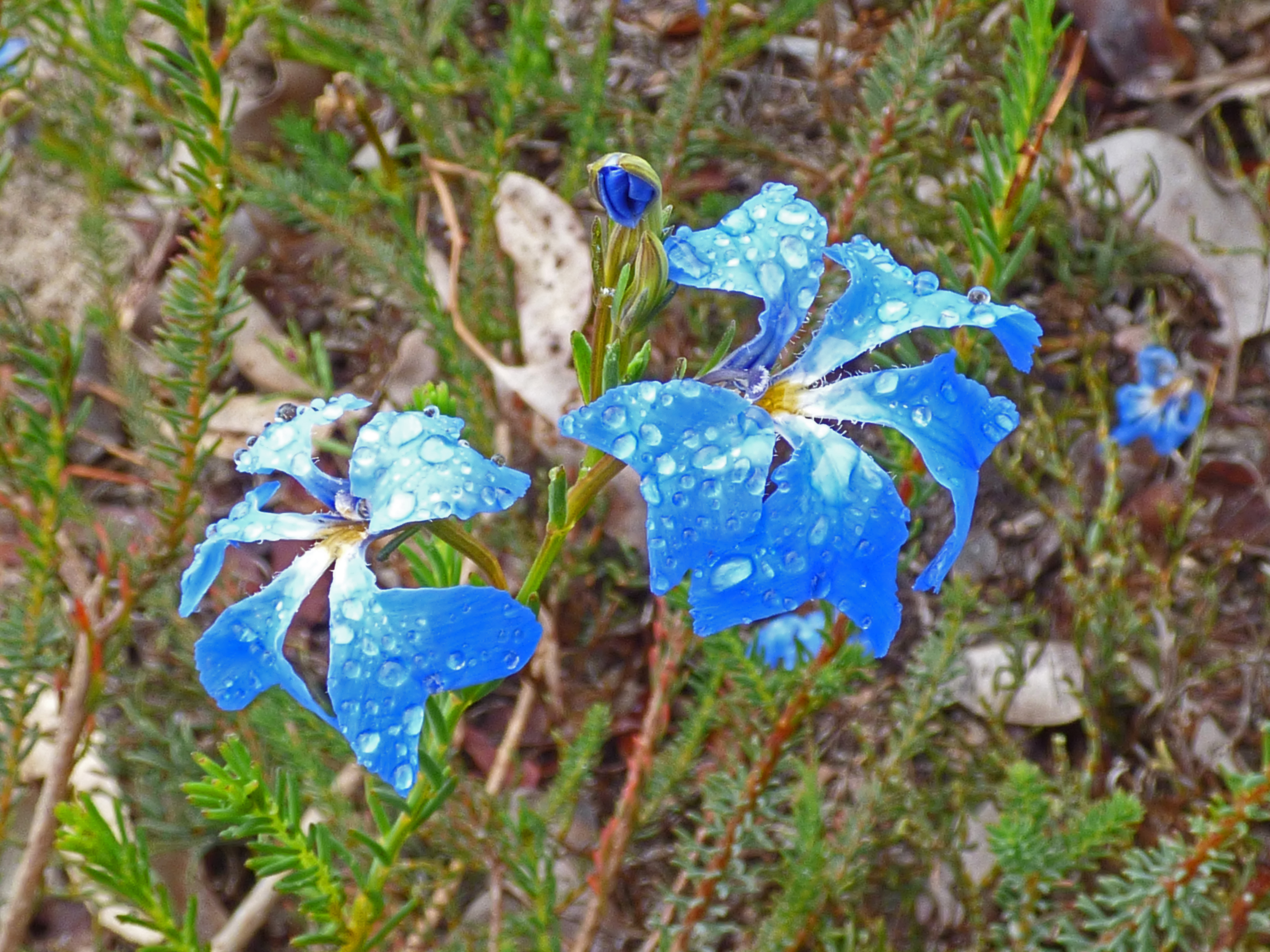 <i>Lechenaultia biloba</i>; Blue Lechenaultia