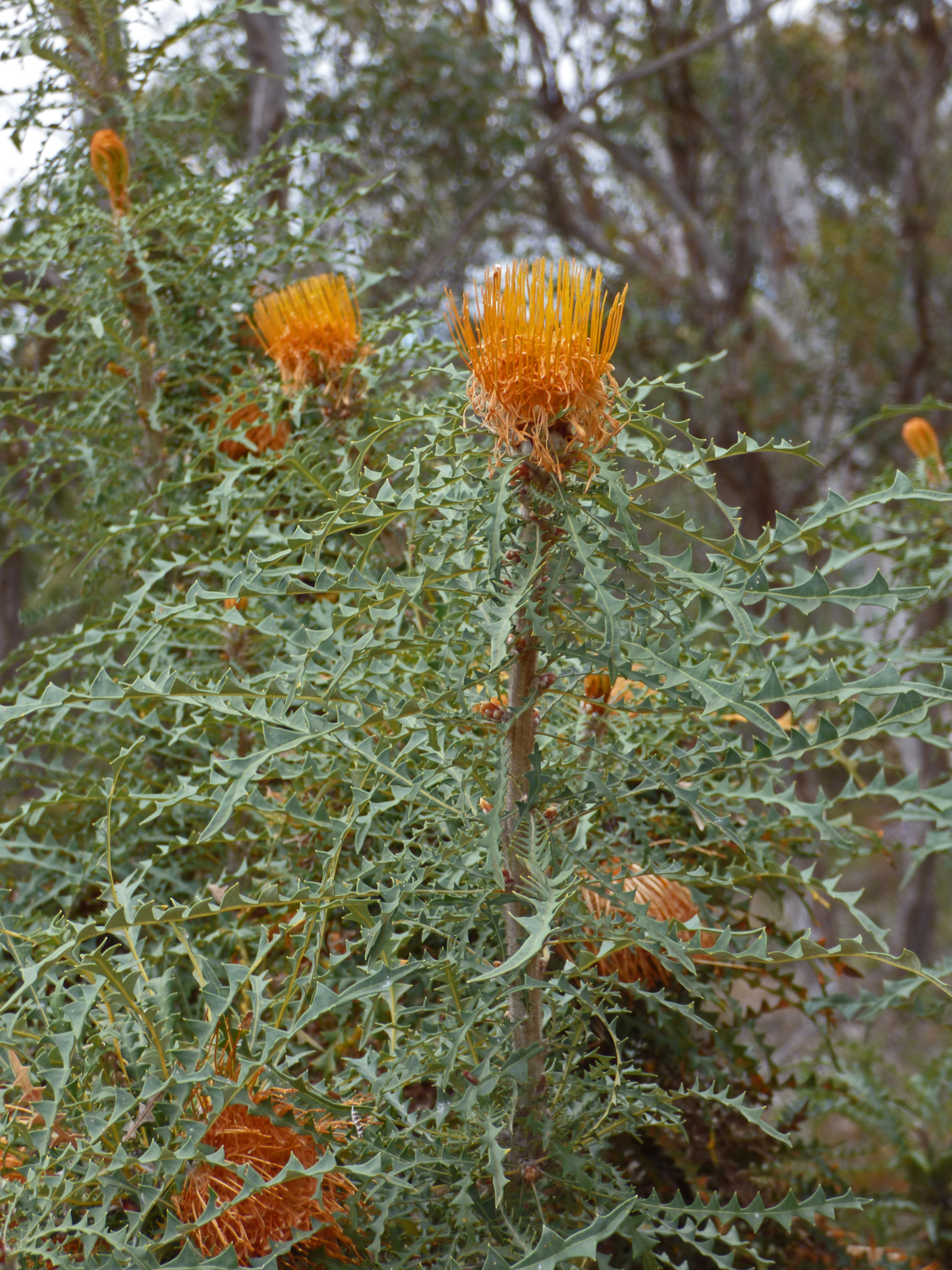 <i>Banksia dallanneyi</i>; Couch Honeypot