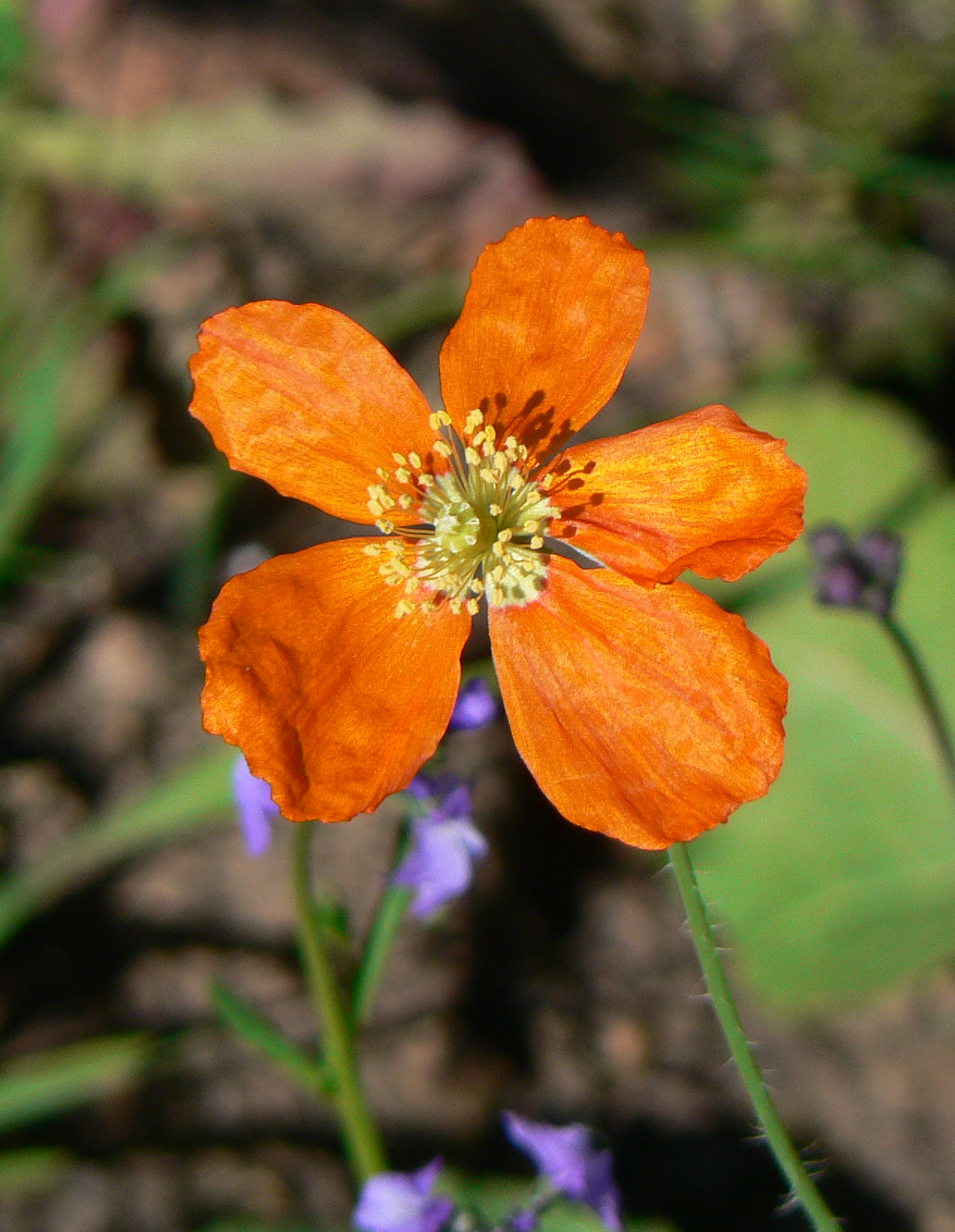 <i>Papaver californicum</i>; Fire Poppy