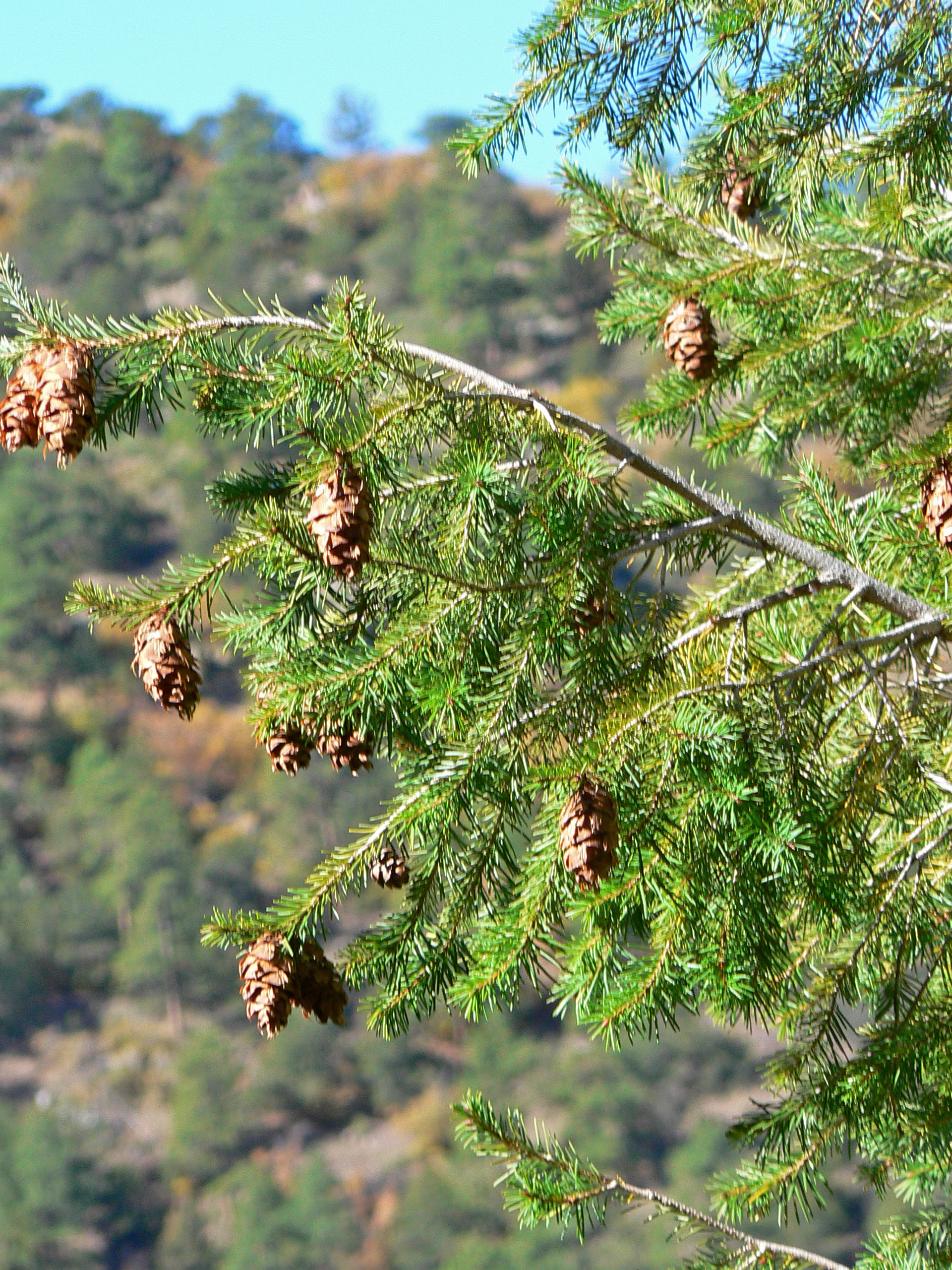 <i>Pseudotsuga menziesii var. glauca</i>; Interior Rocky Mountain Douglas-fir