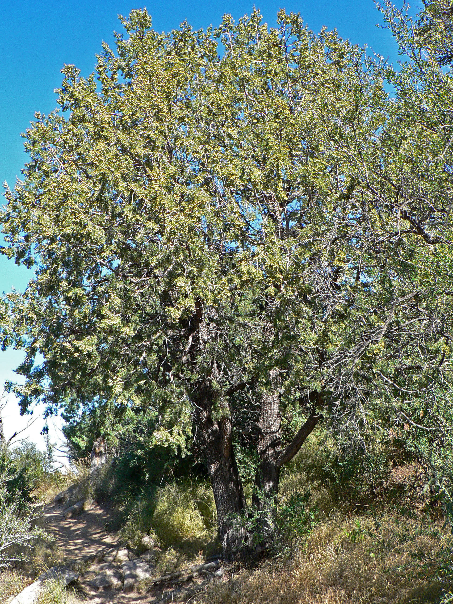 <i>Juniperus deppeana</i>; Alligator Juniper