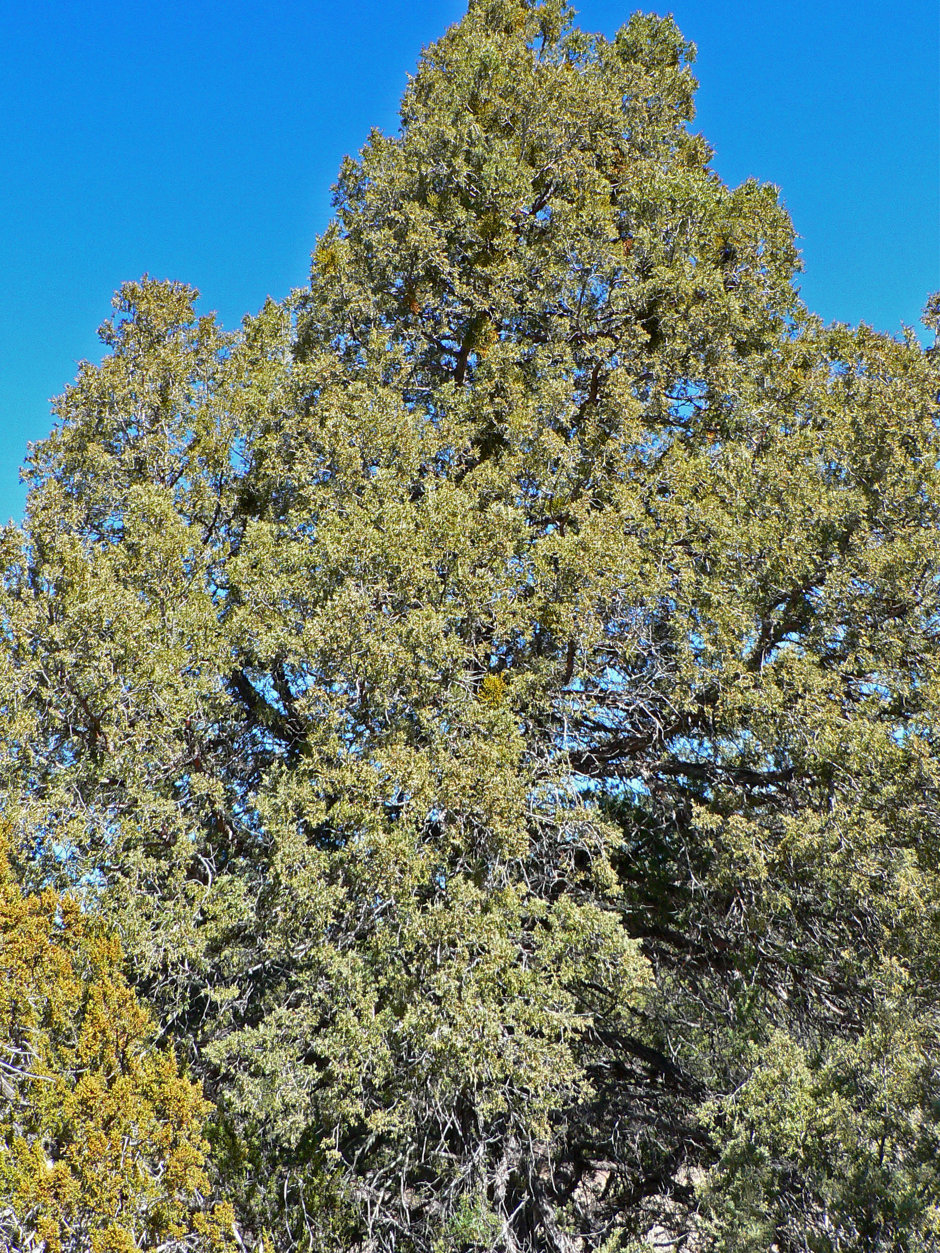 <i>Juniperus scopulorum</i>; Rocky Mountain Juniper