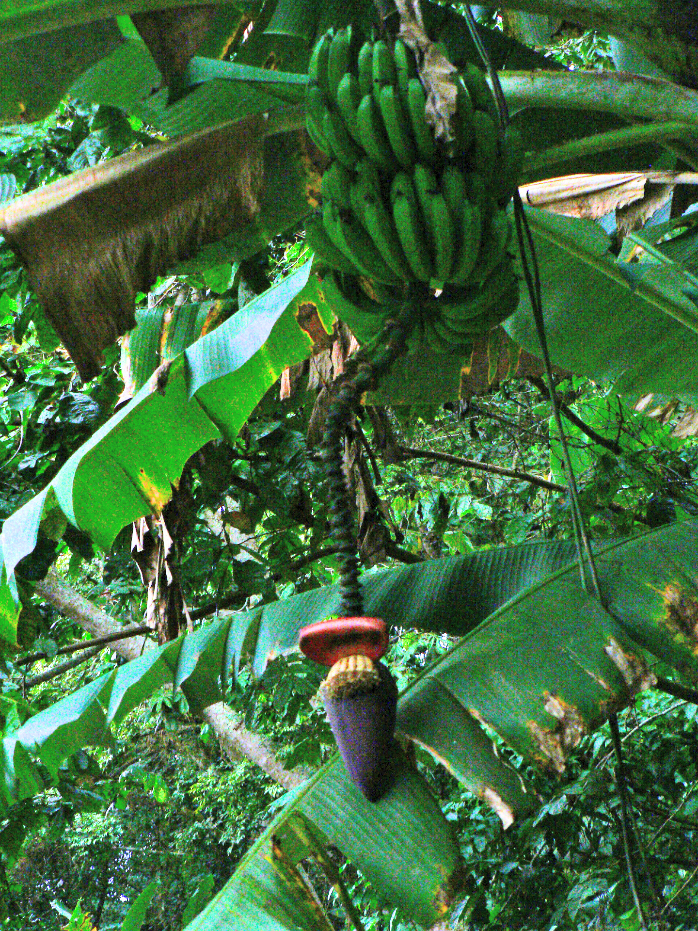 <i>Musa sp.</i>; Banana