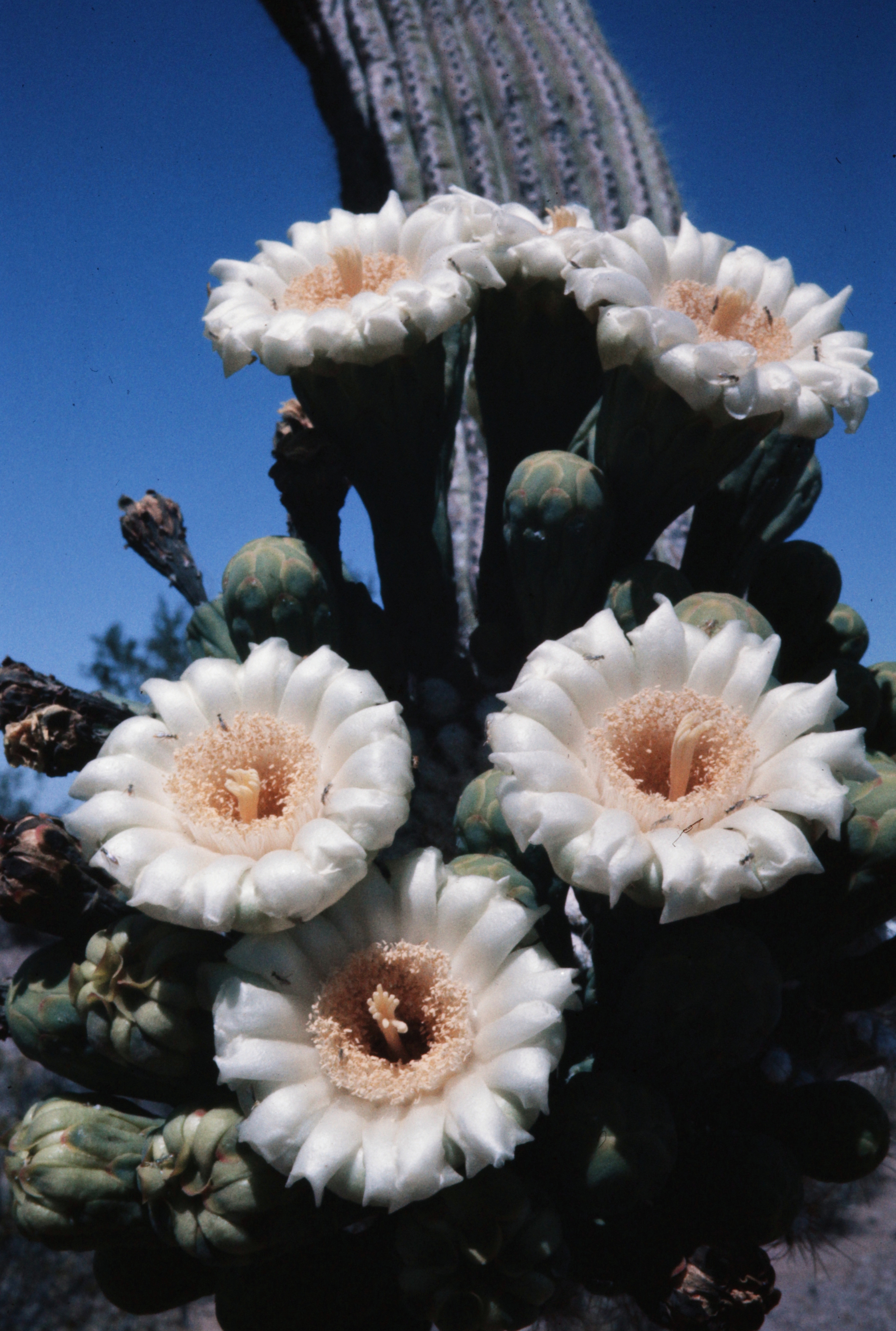 <i>Carnegia gigantea</i>; Saguaro