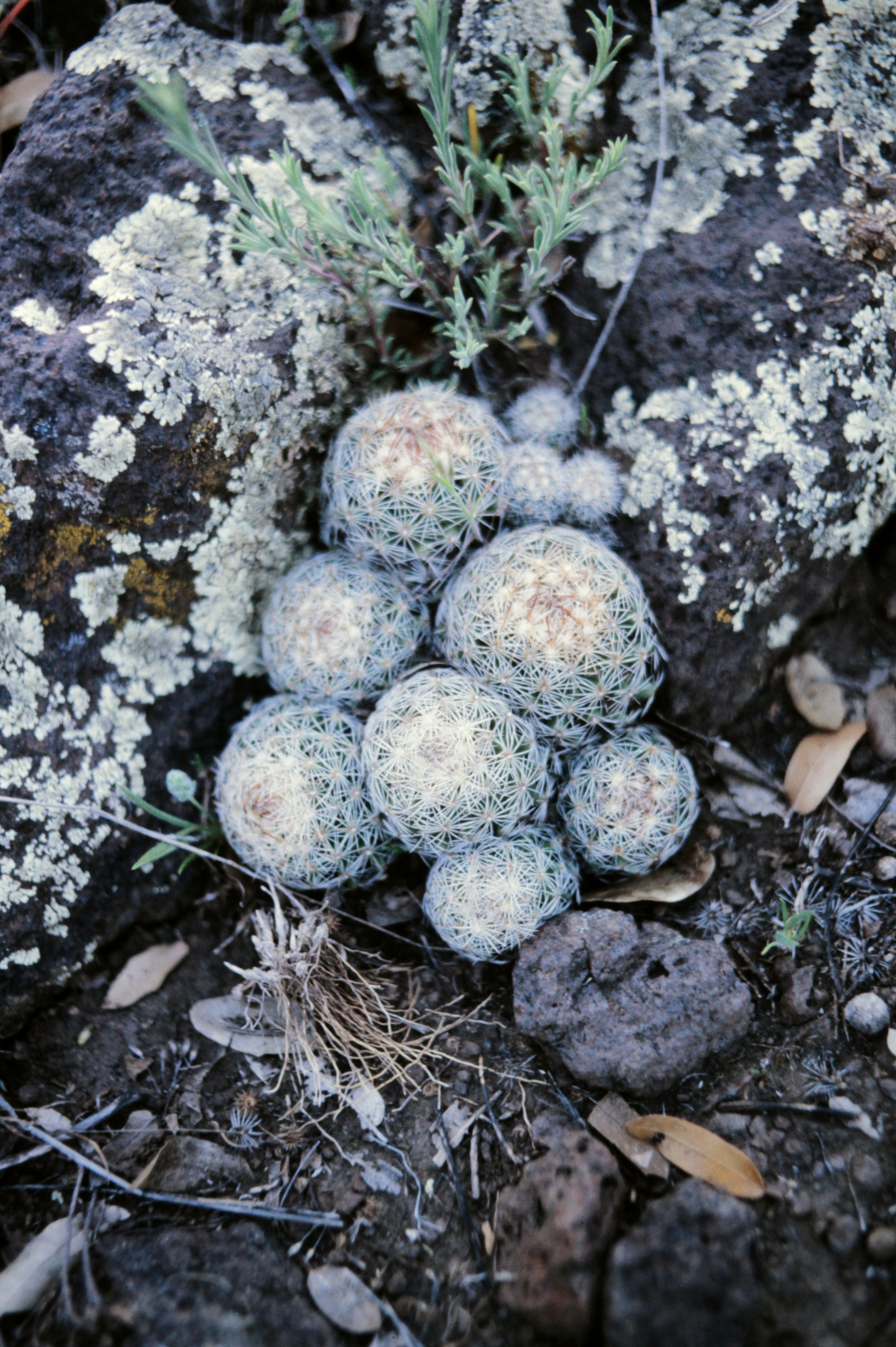 <i>Escobaria vivipara</i>; Viviparous Foxtail Cactus