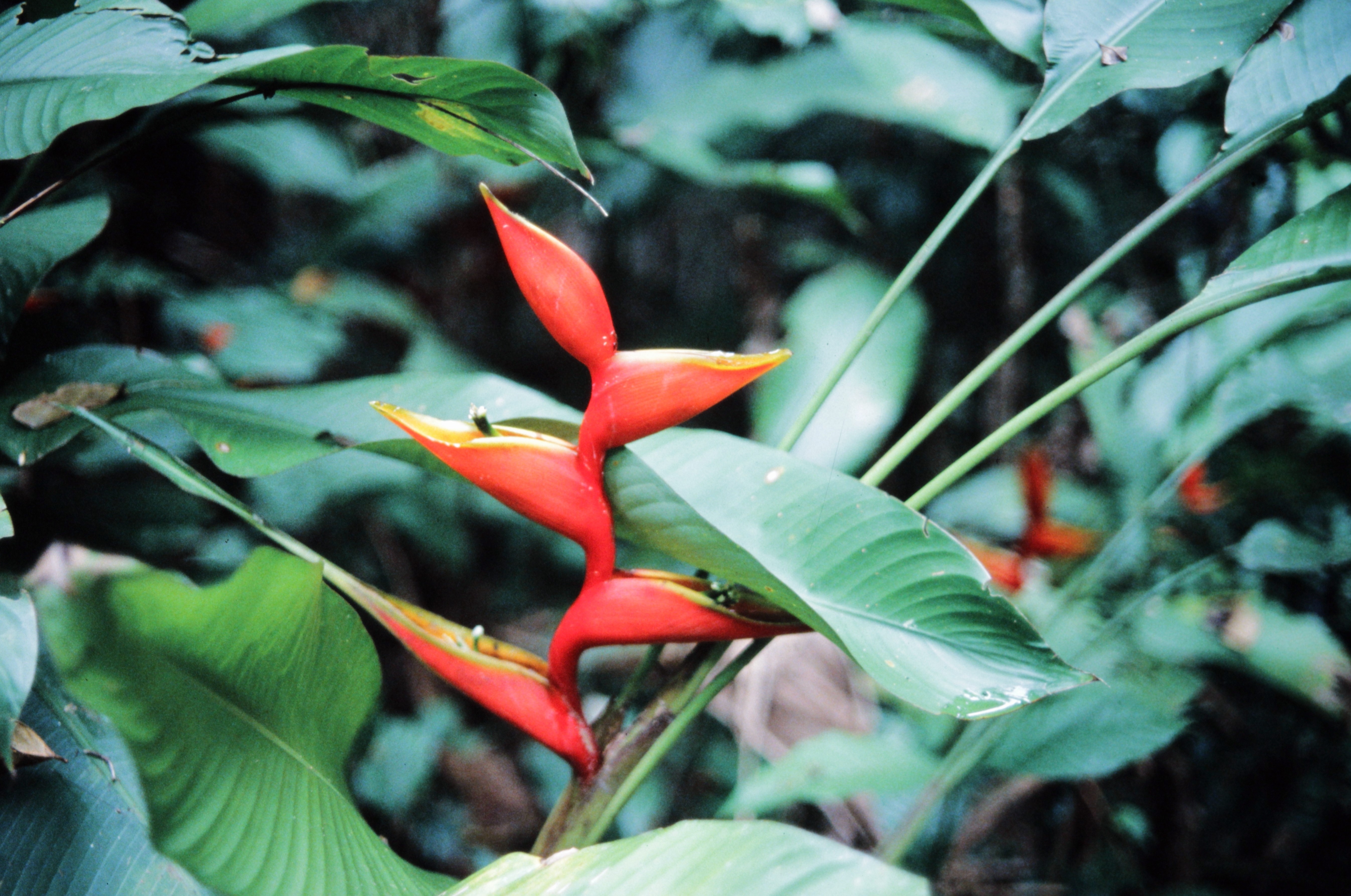 <i>Heliconia stricta</i>