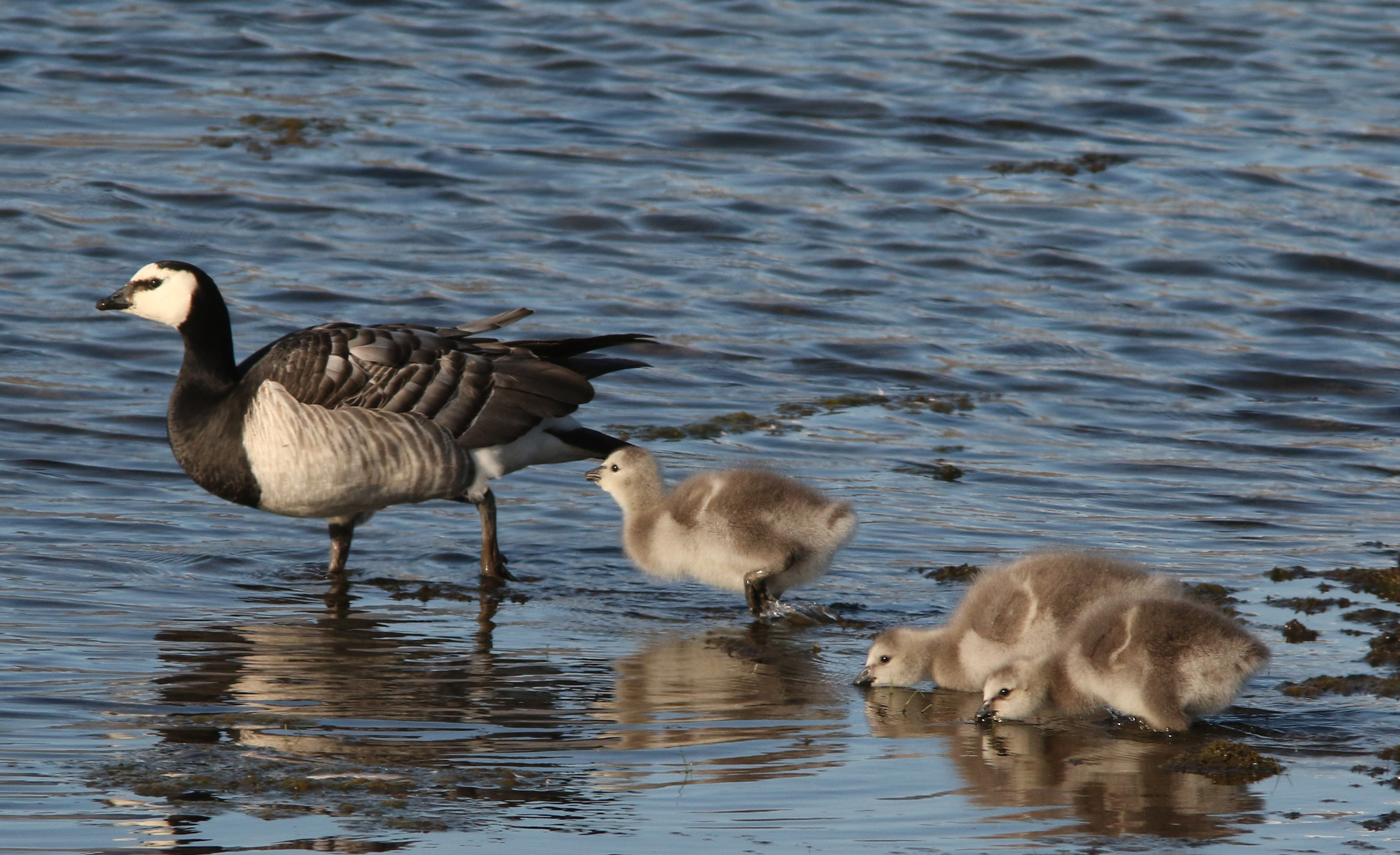 <i>Branta leucopsis</i>; Barnacle Goose