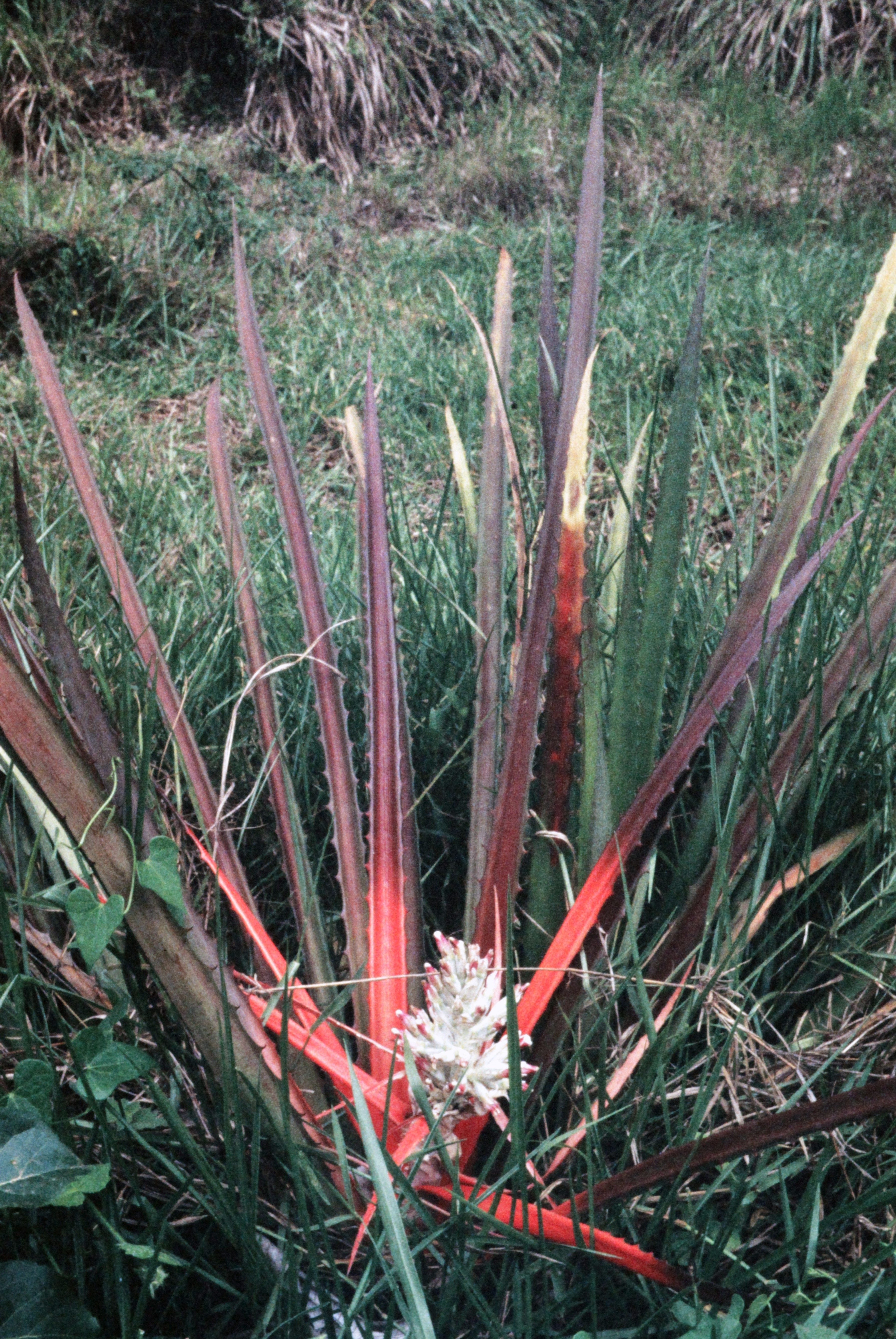 <i>Bromelia balansae</i>