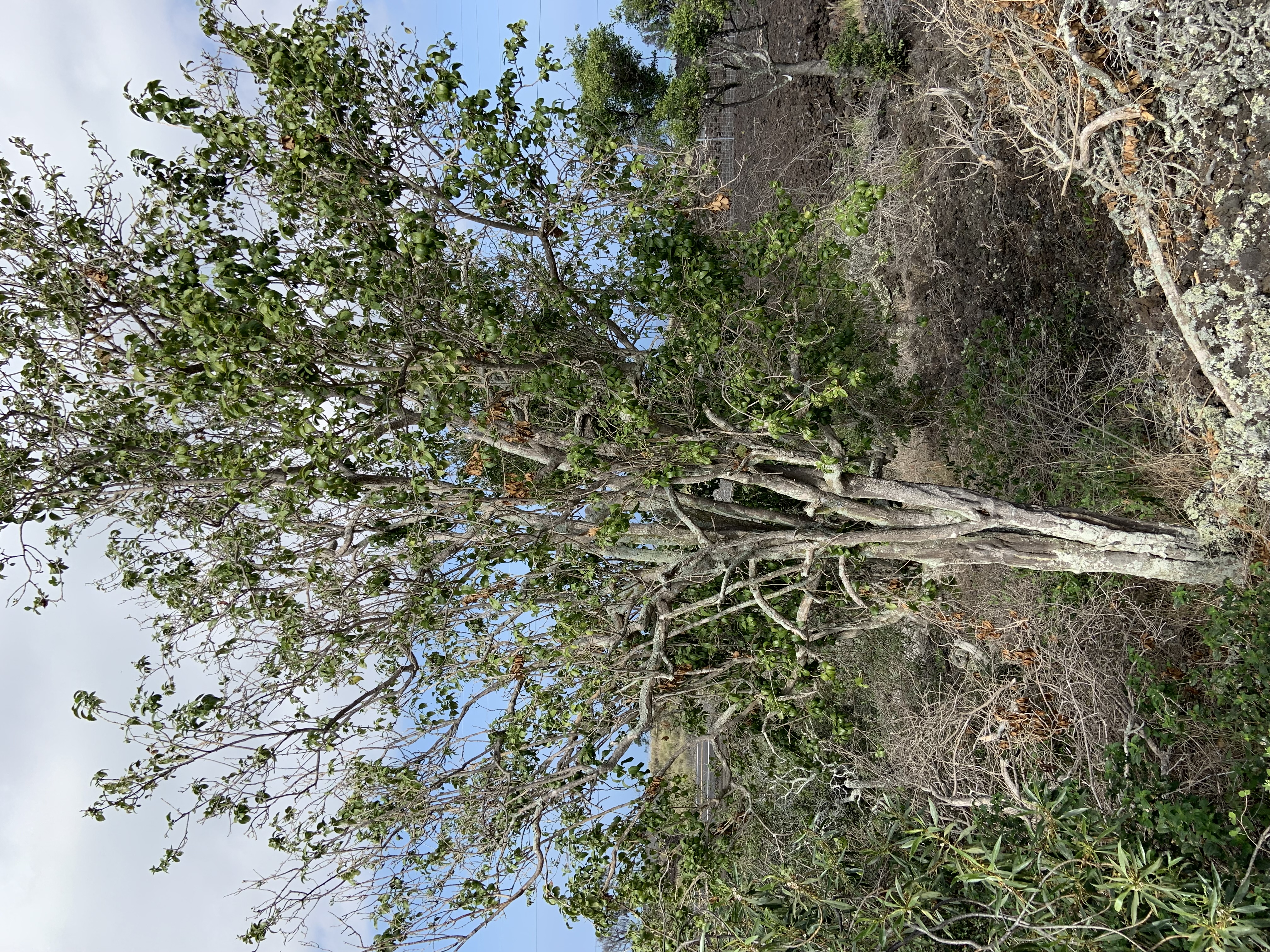 <i>Nothocestrum breviflorum</i>; 'aiea