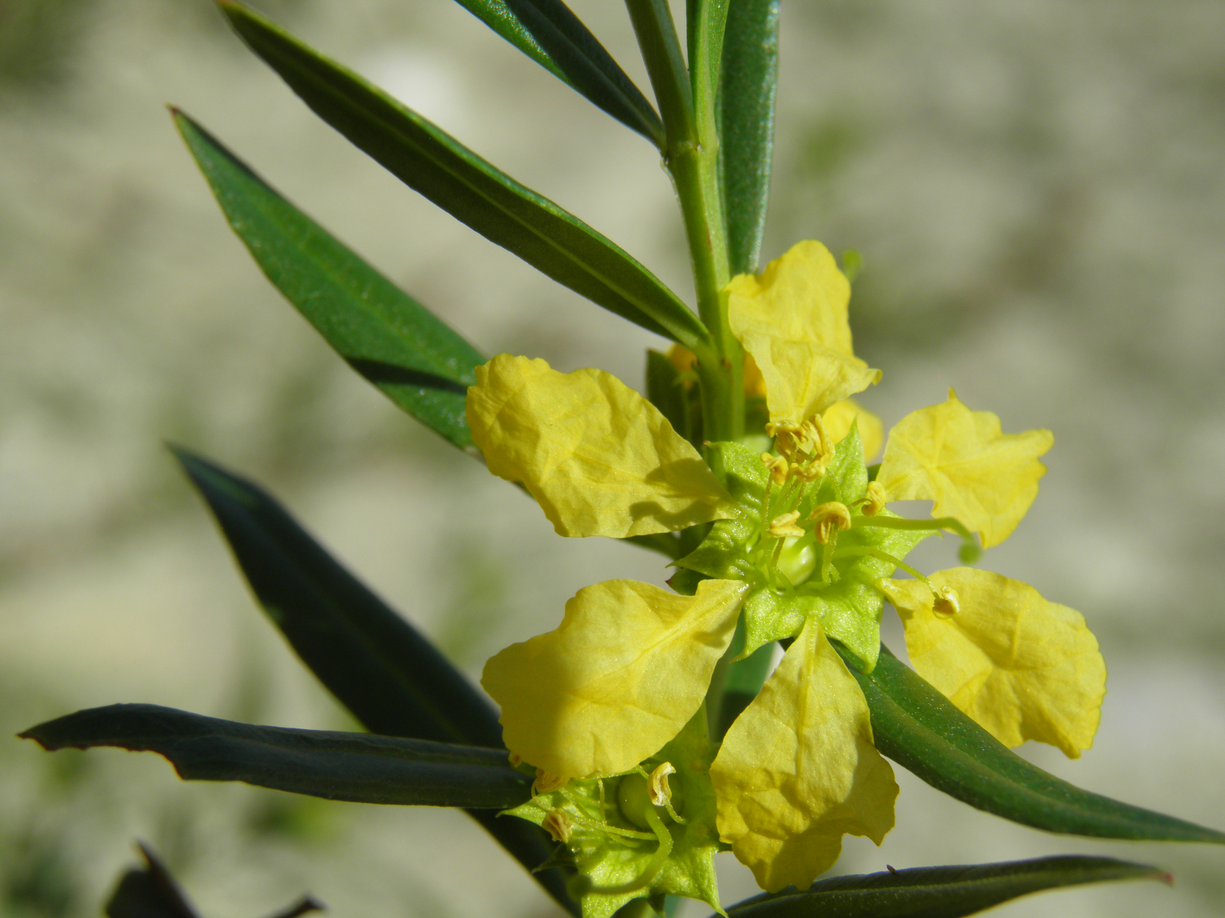 <i>Heimia salicifolia</i>; Shrubby Yellowcrest