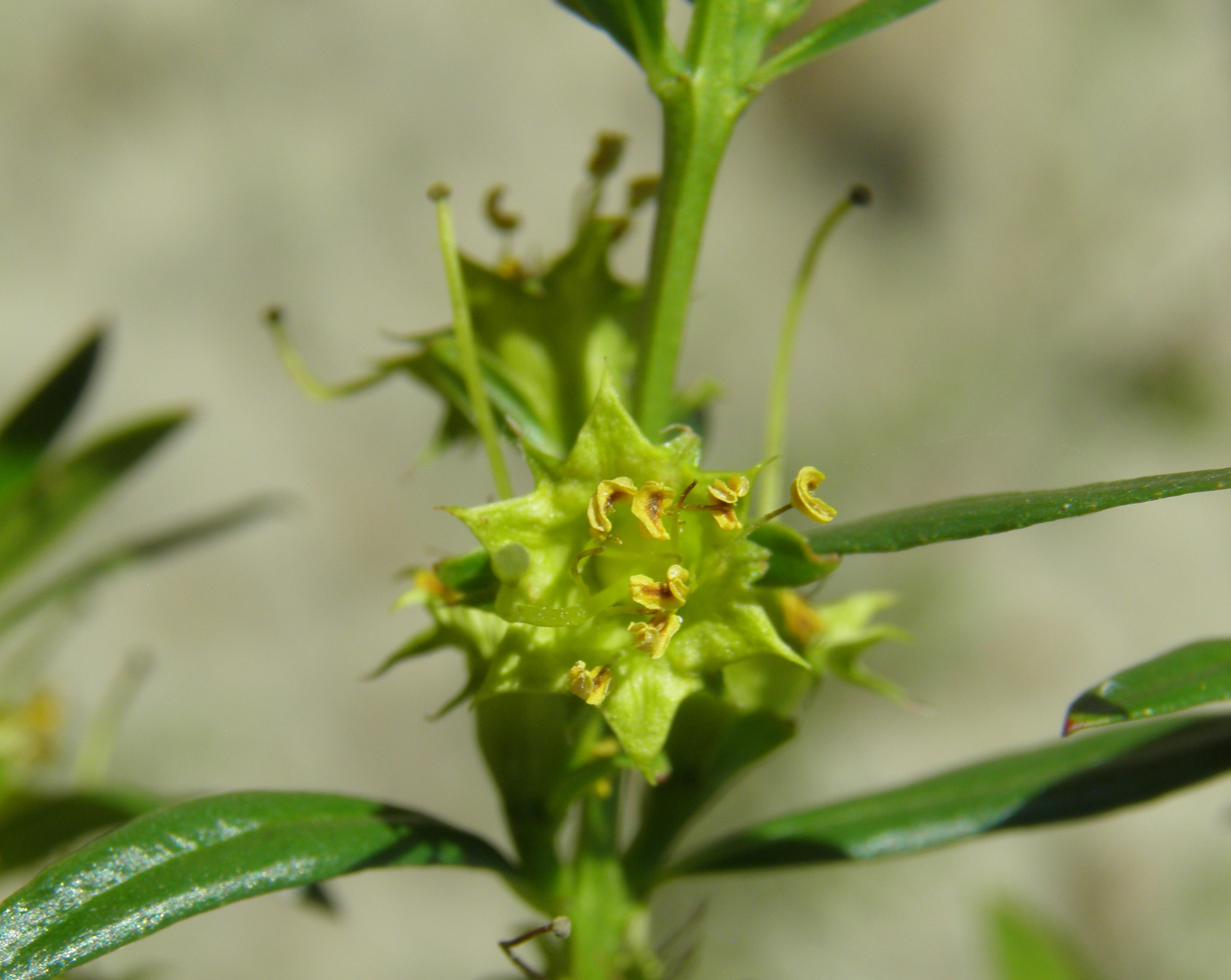 <i>Heimia salicifolia</i>; Shrubby Yellowcrest