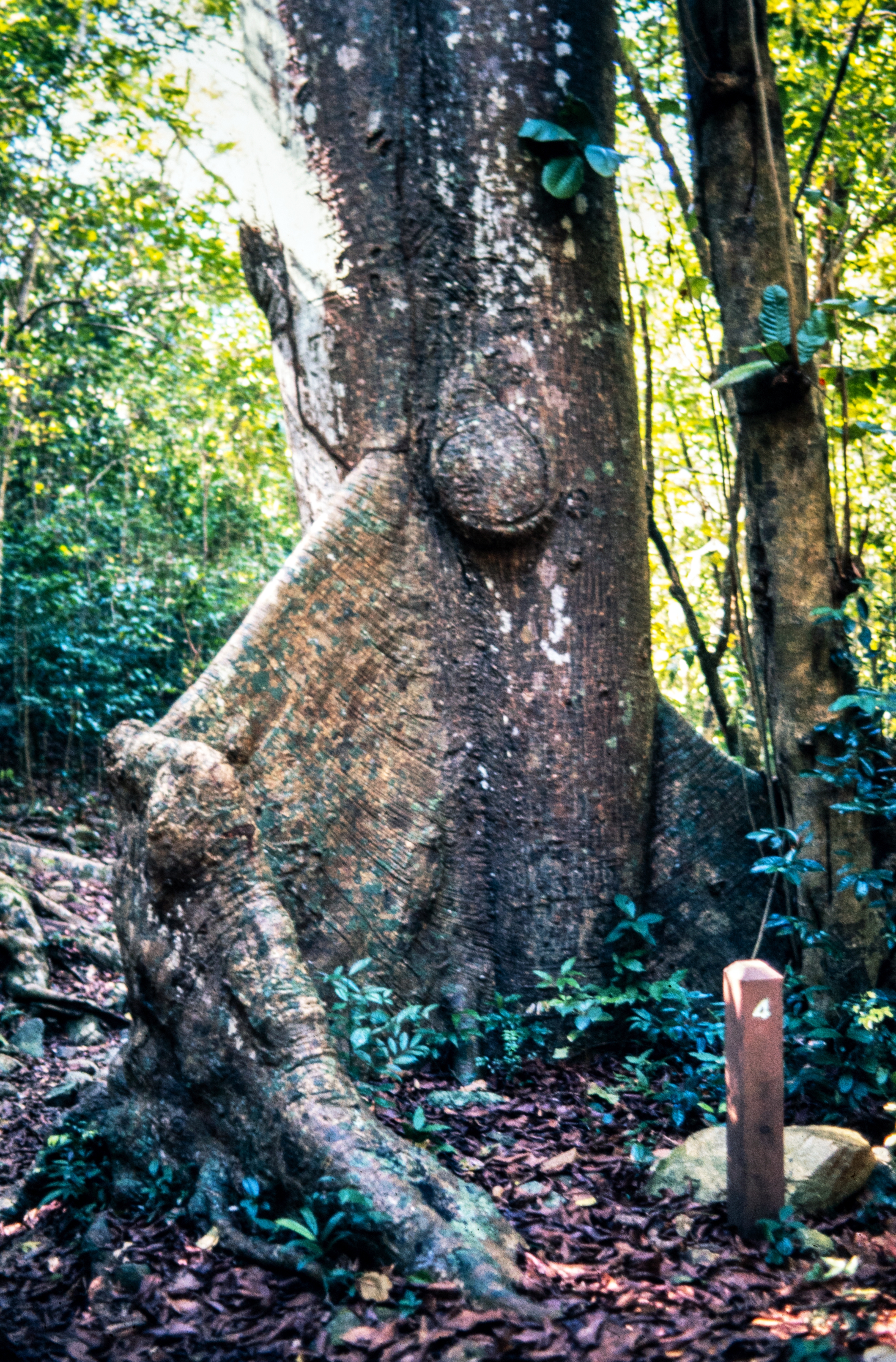 <i>Ceiba pentandra</i>; Kapok-tree