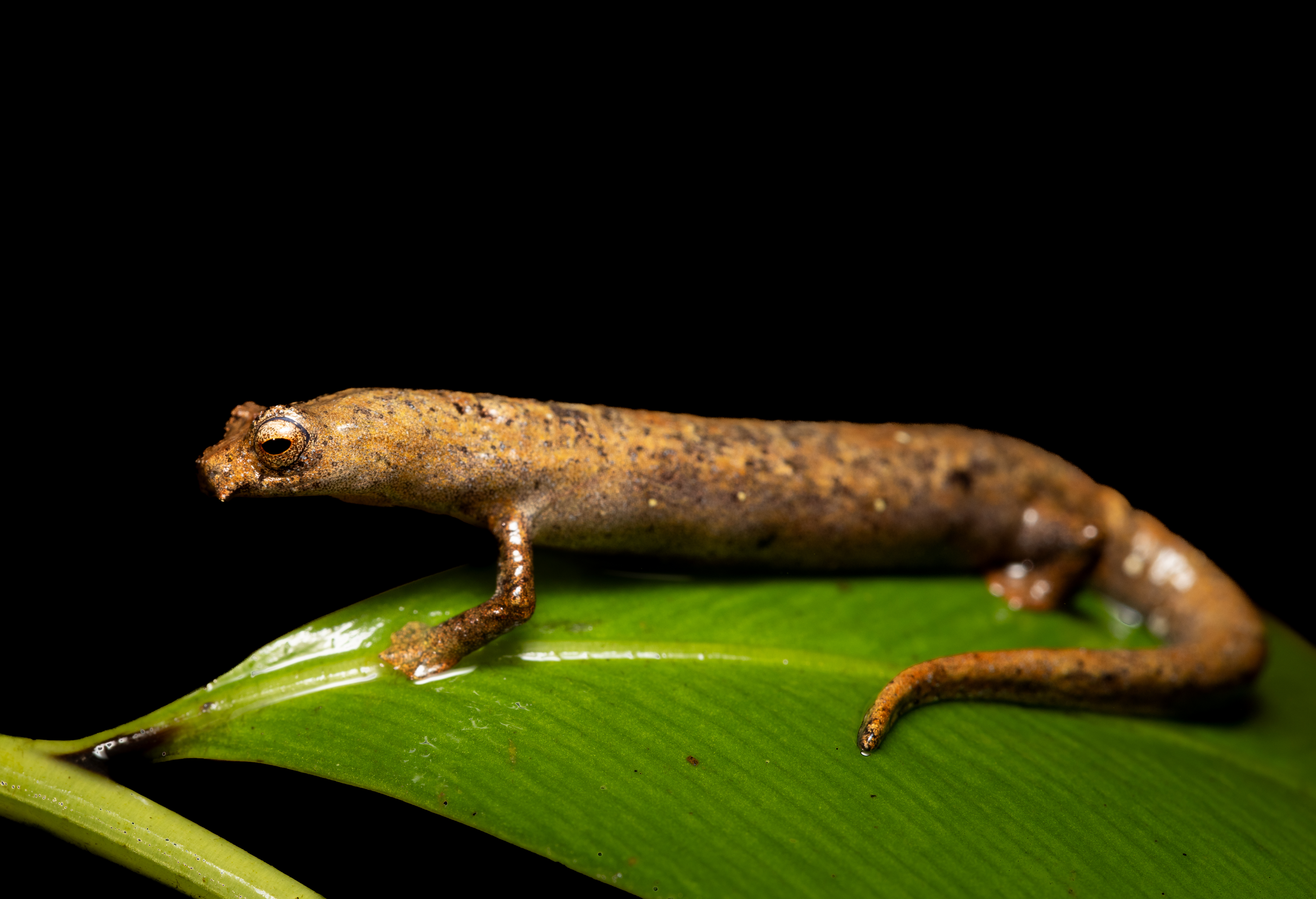 <i>Bolitoglossa colonnea</i>; Ridge-headed Salamander