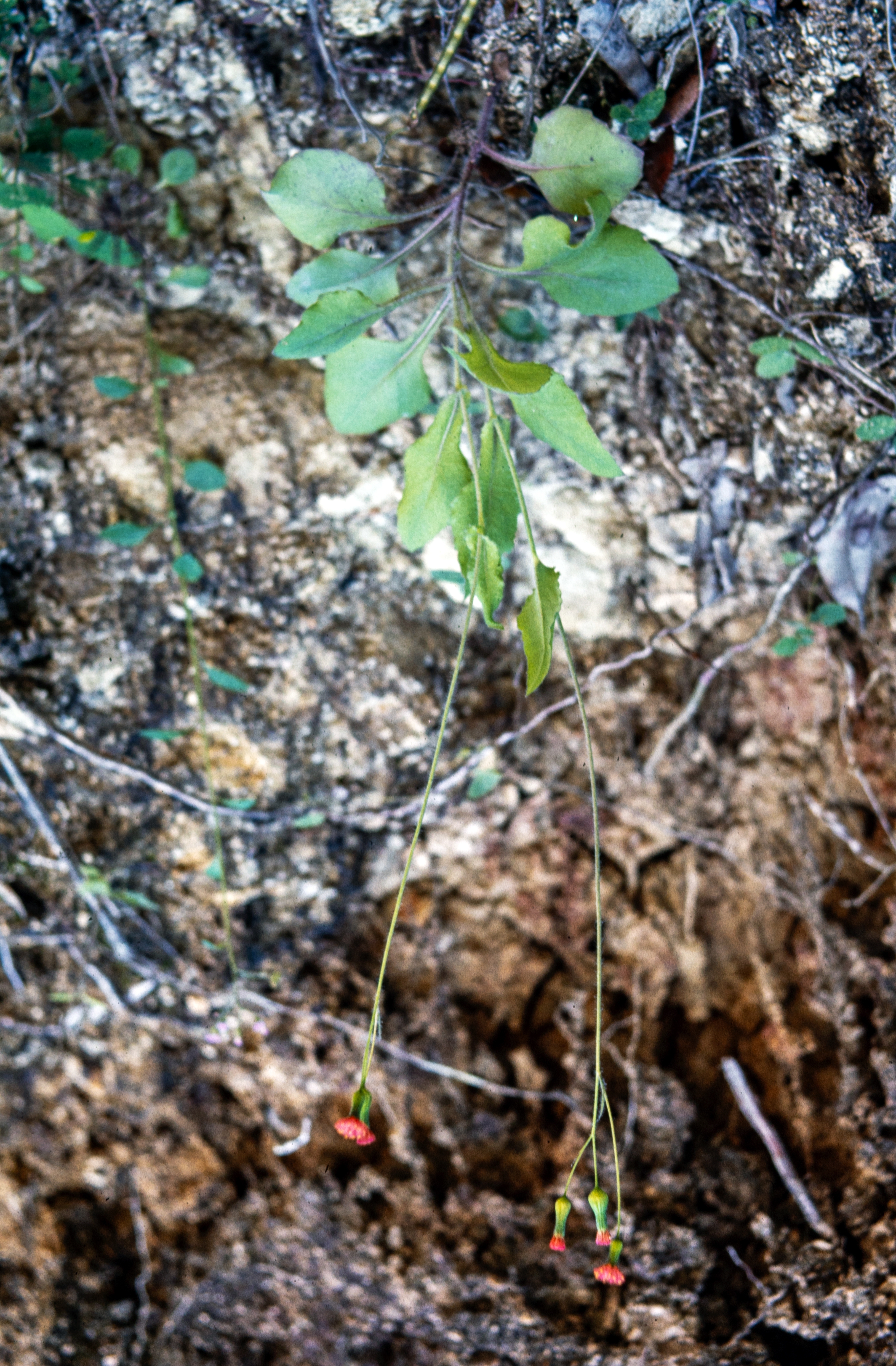 <i>Emilia coccinea</i>; Tassel Flower