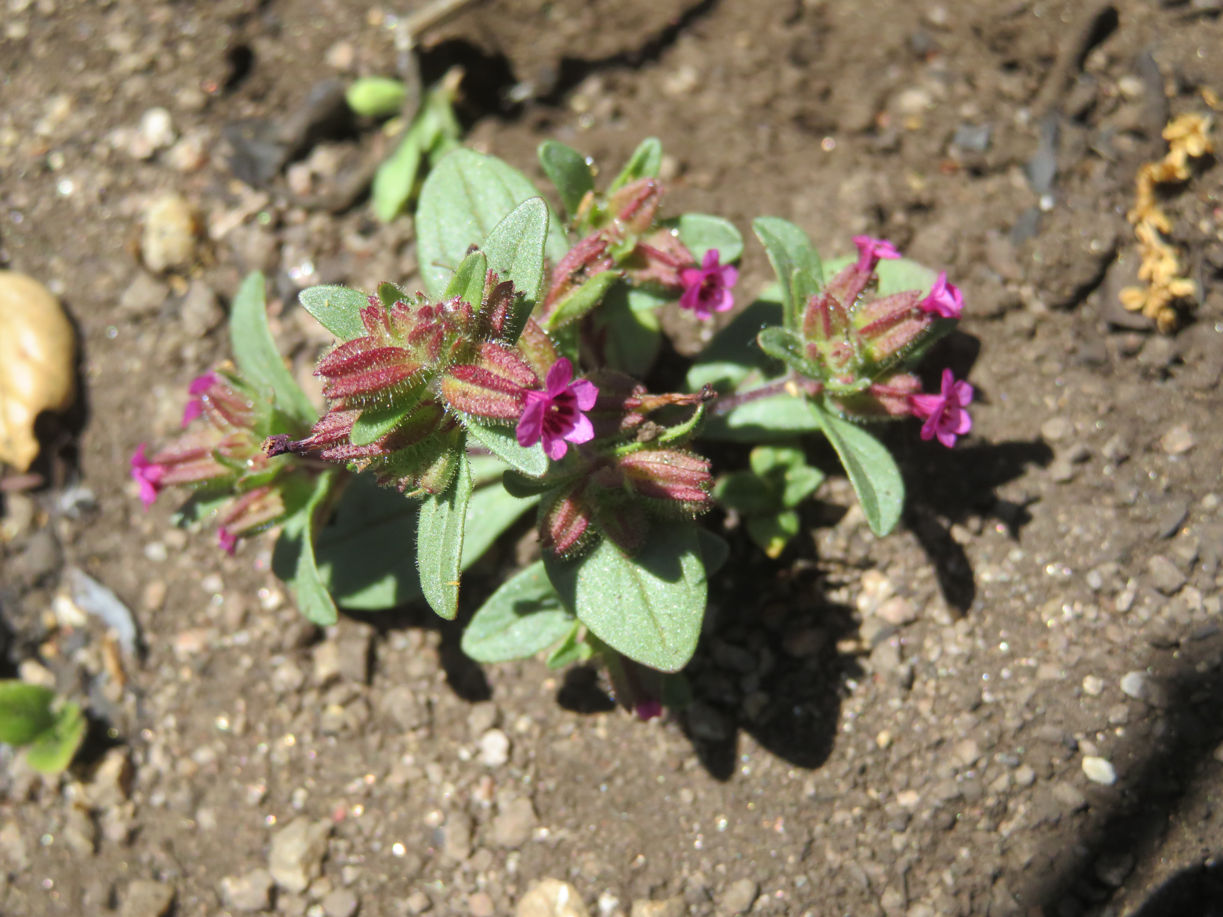 <i>Diplacus rattanii</i>; Rattan's Monkeyflower