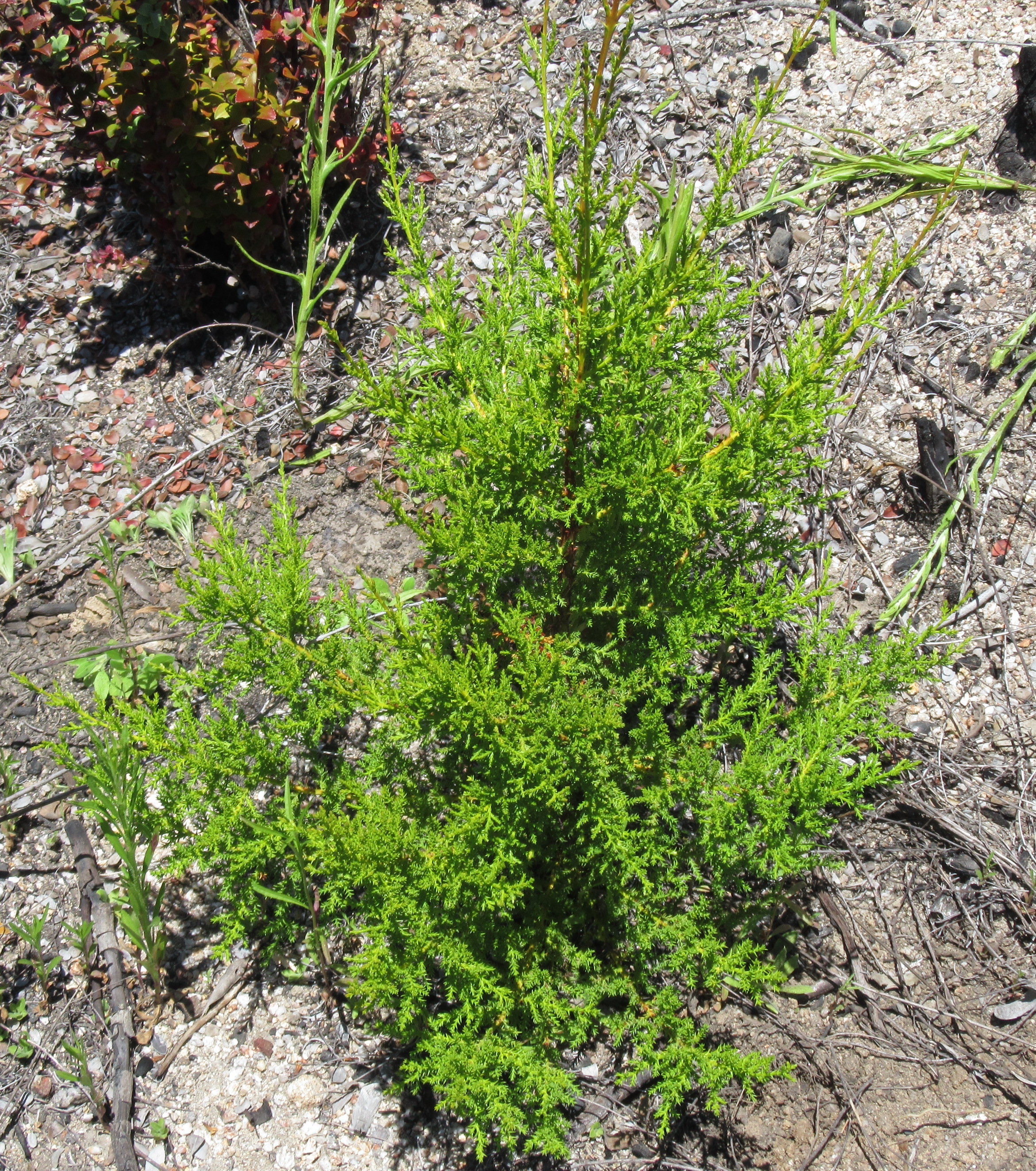 <i>Hesperocyparis abramsiana var. abramsiana</i>; Santa Cruz Cypress