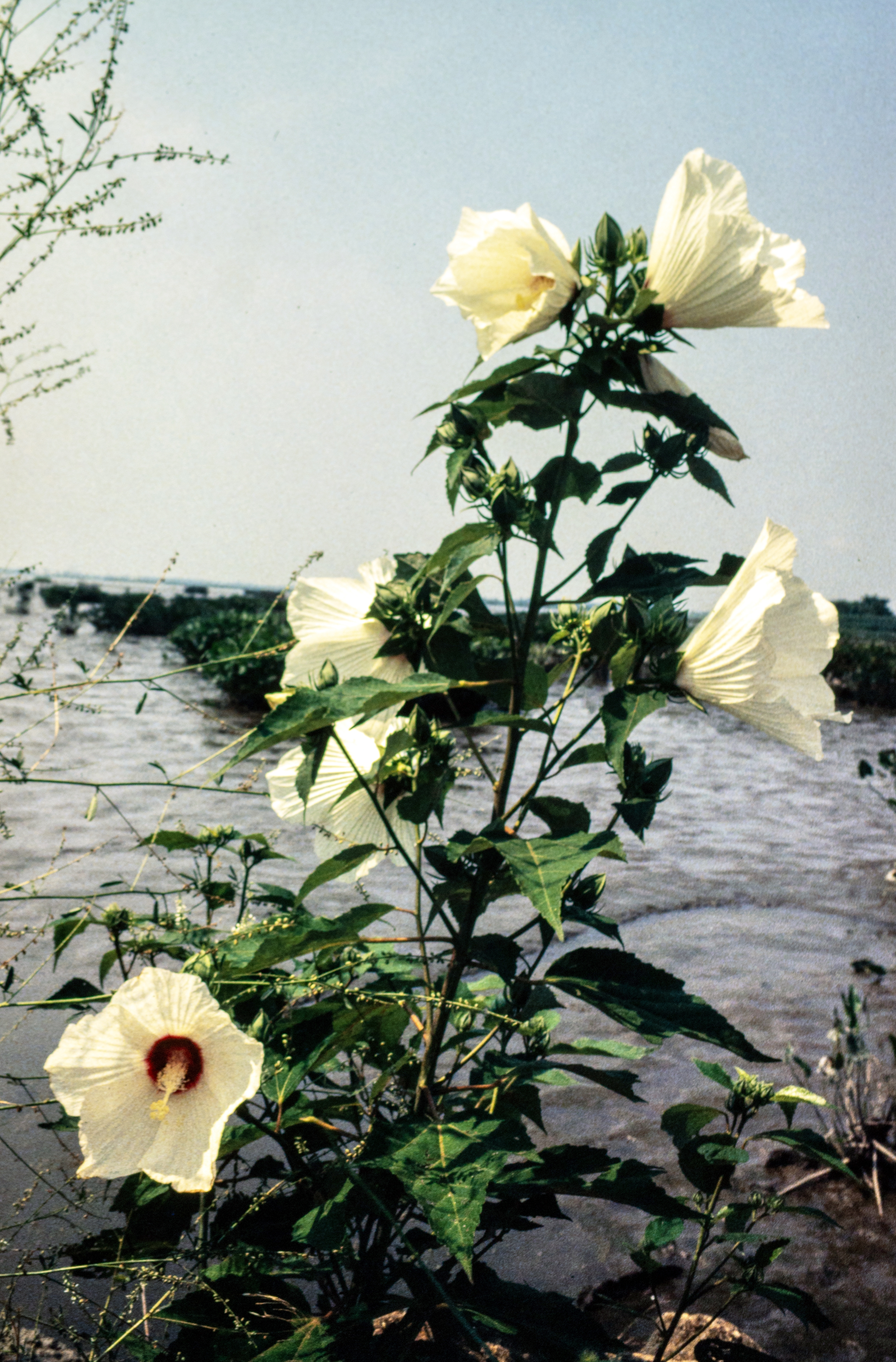 <i>Hibiscus moscheutos ssp. palustris</i>; Rose Mallow