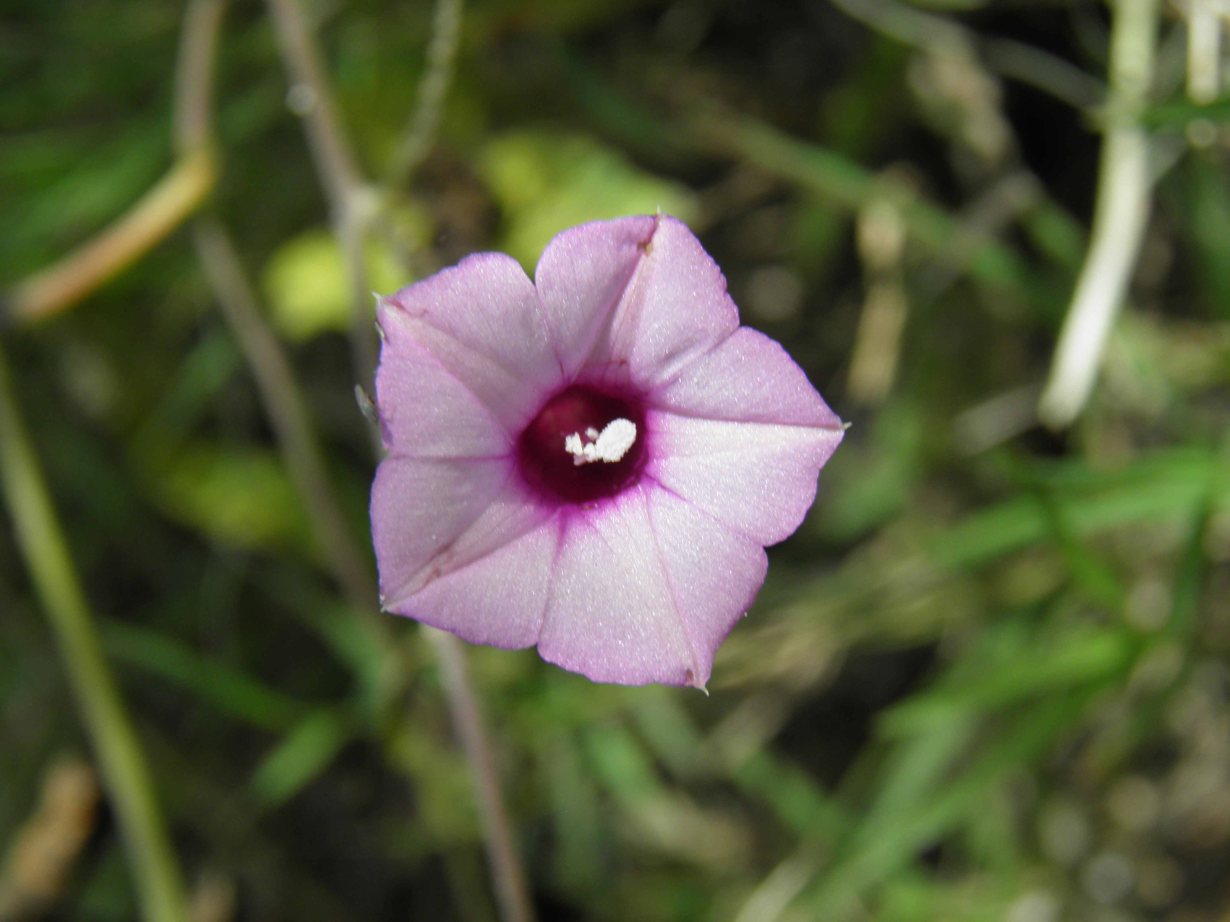 <i>Ipomoea triloba</i>