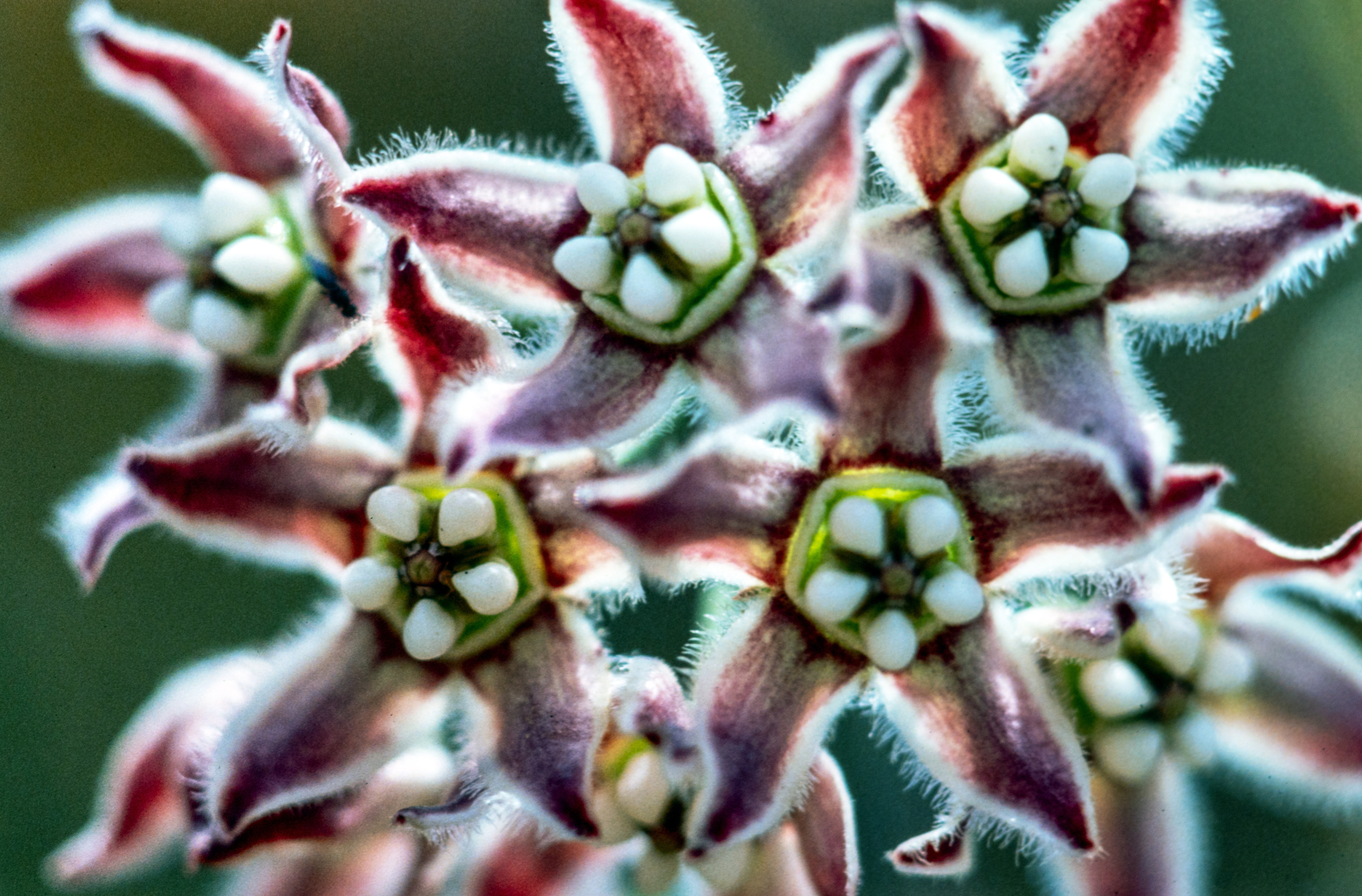 <i>Funastrum cynanchoides ssp. hartwegii</i>; Climbing Milkweed