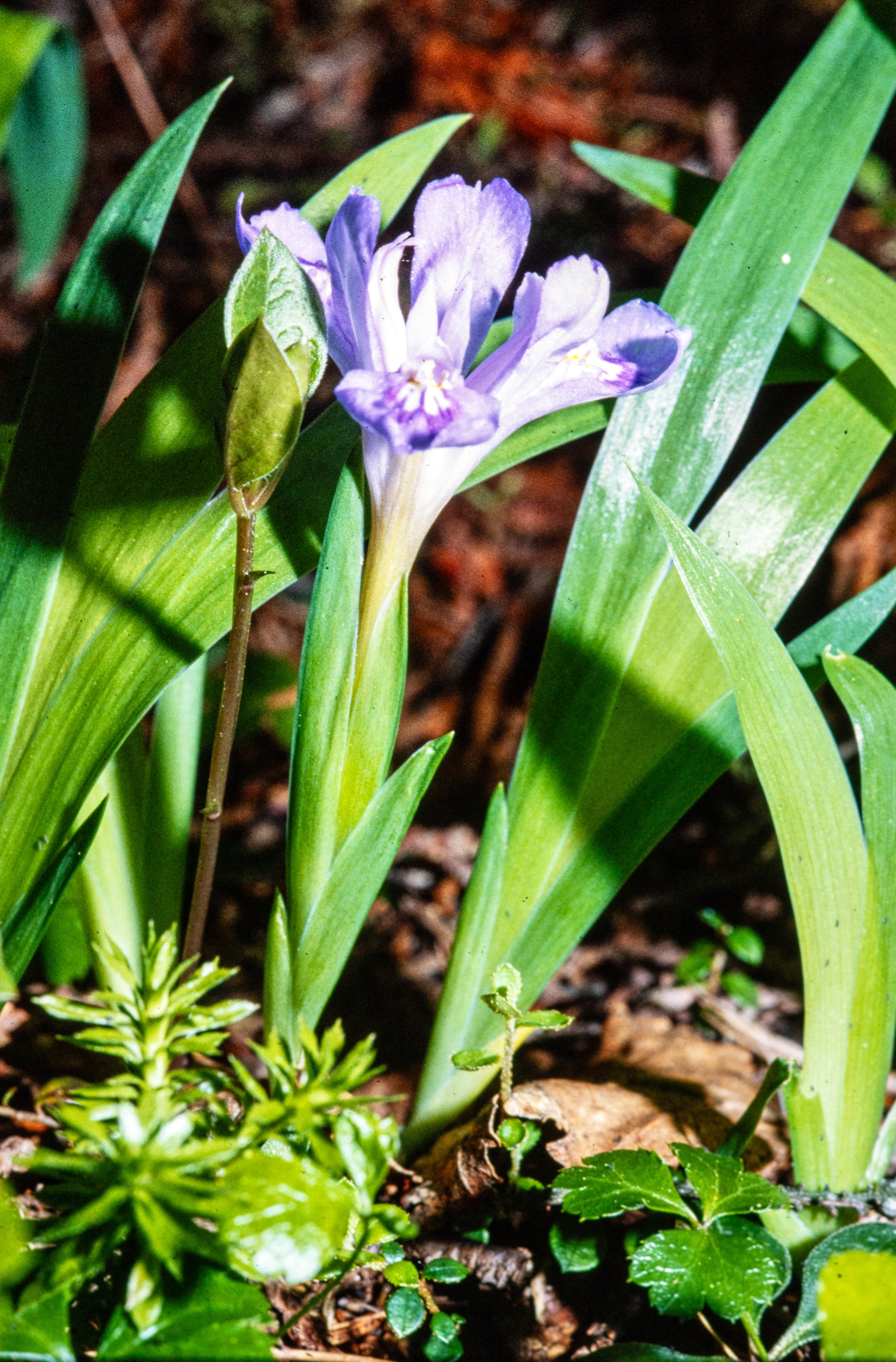 <i>Iris lacustris</i>; Dwarf Lake Iris