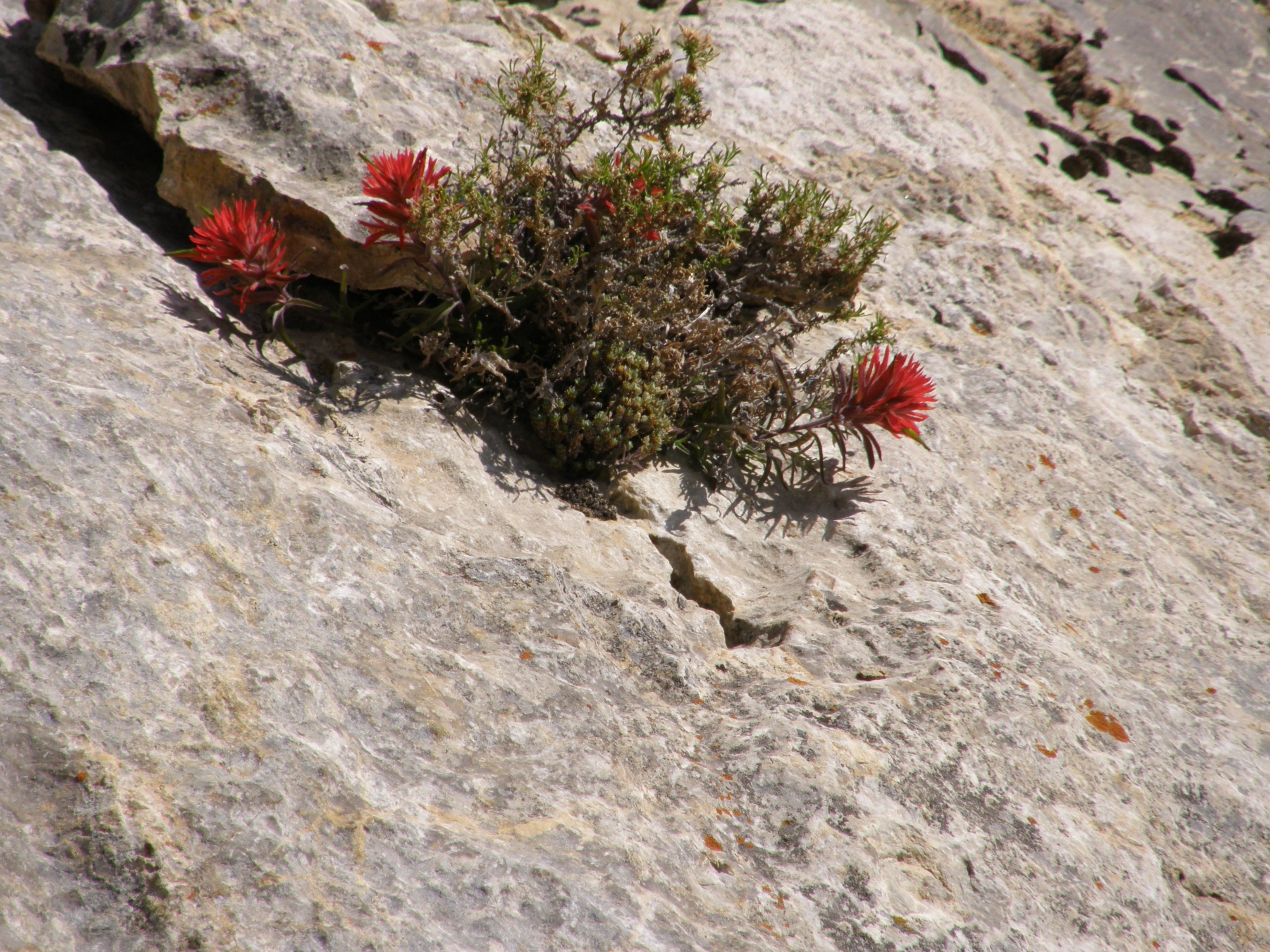 <i>Castilleja scabrida var. barneby</i>; Rough Paintbrush
