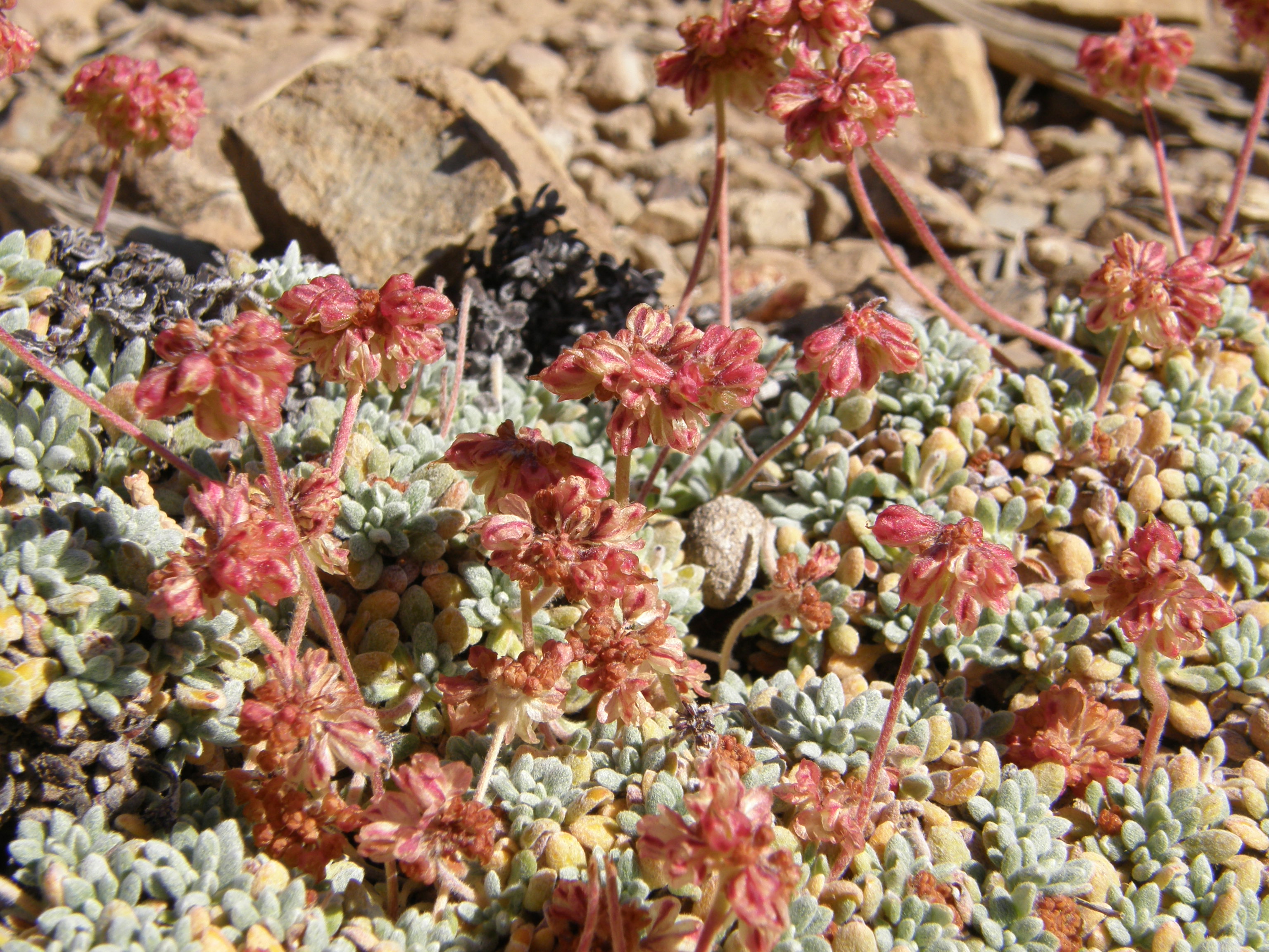 <i>Eriogonum shockleyi</i>; Shockley's Buckwheat