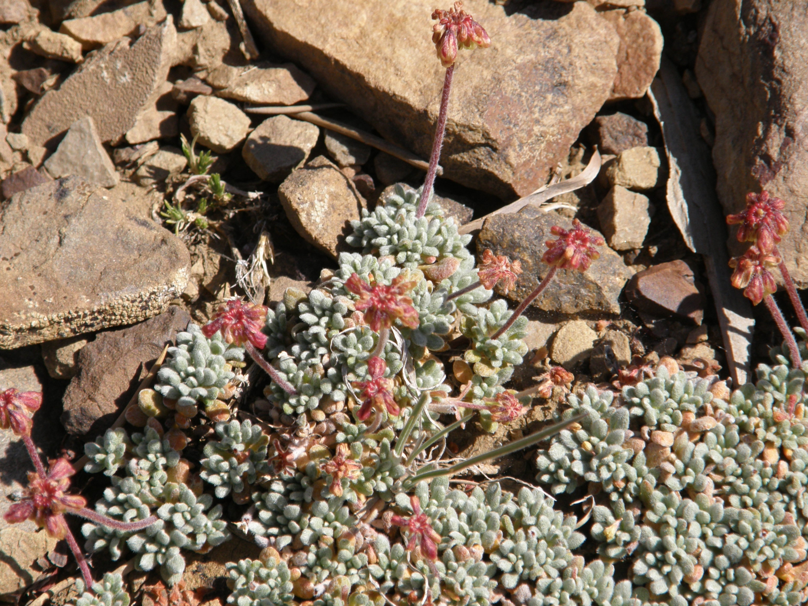 <i>Eriogonum shockleyi</i>; Shockley's Buckwheat