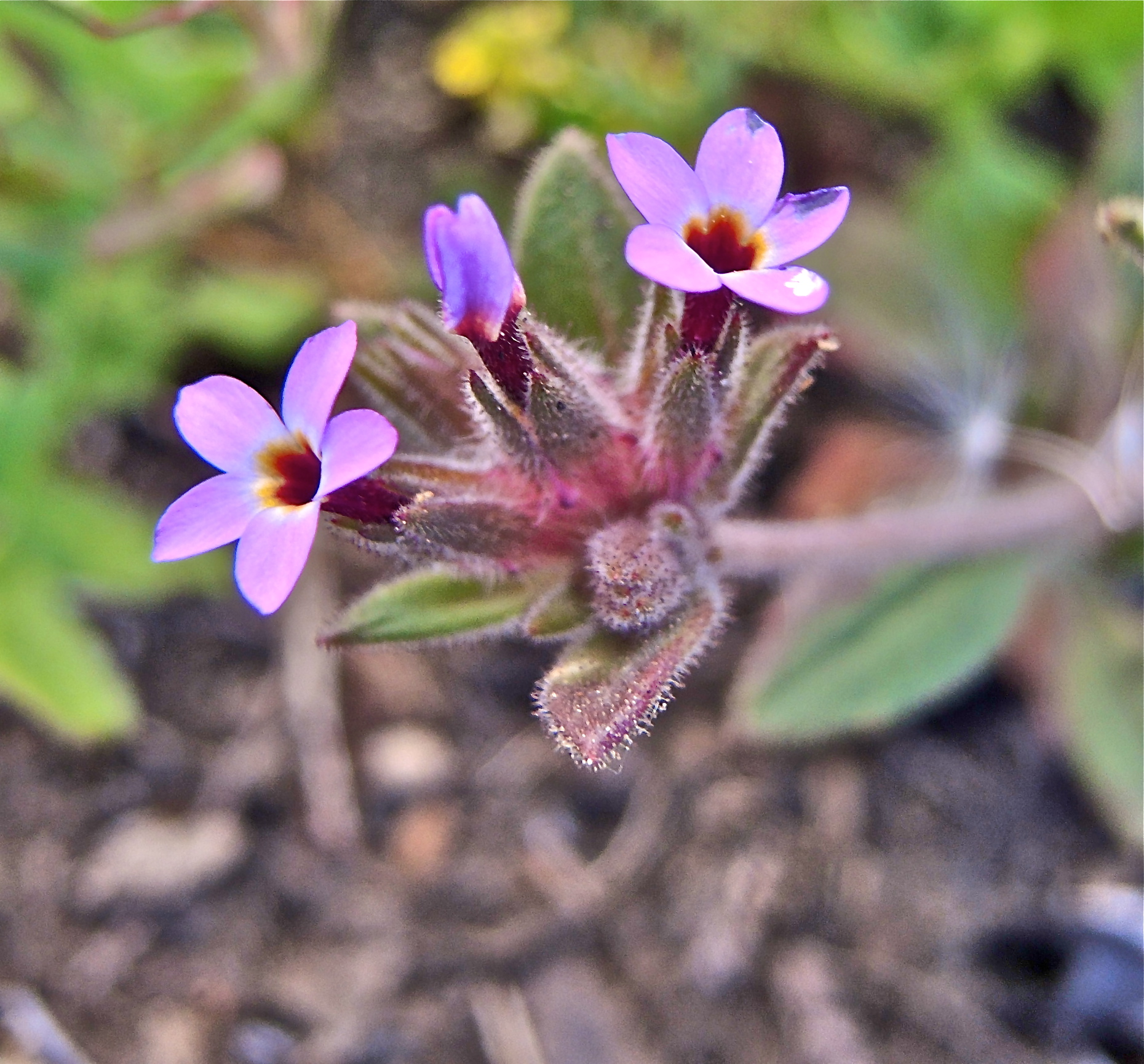 <i>Collomia diversifolia</i>