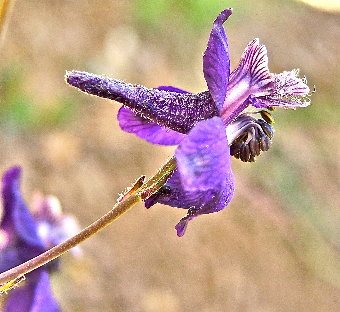 <i>Delphinium patens ssp. patens</i>