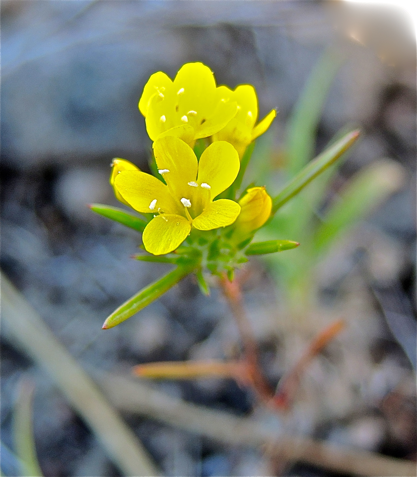 <i>Navarretia prolifera ssp. lutea</i>