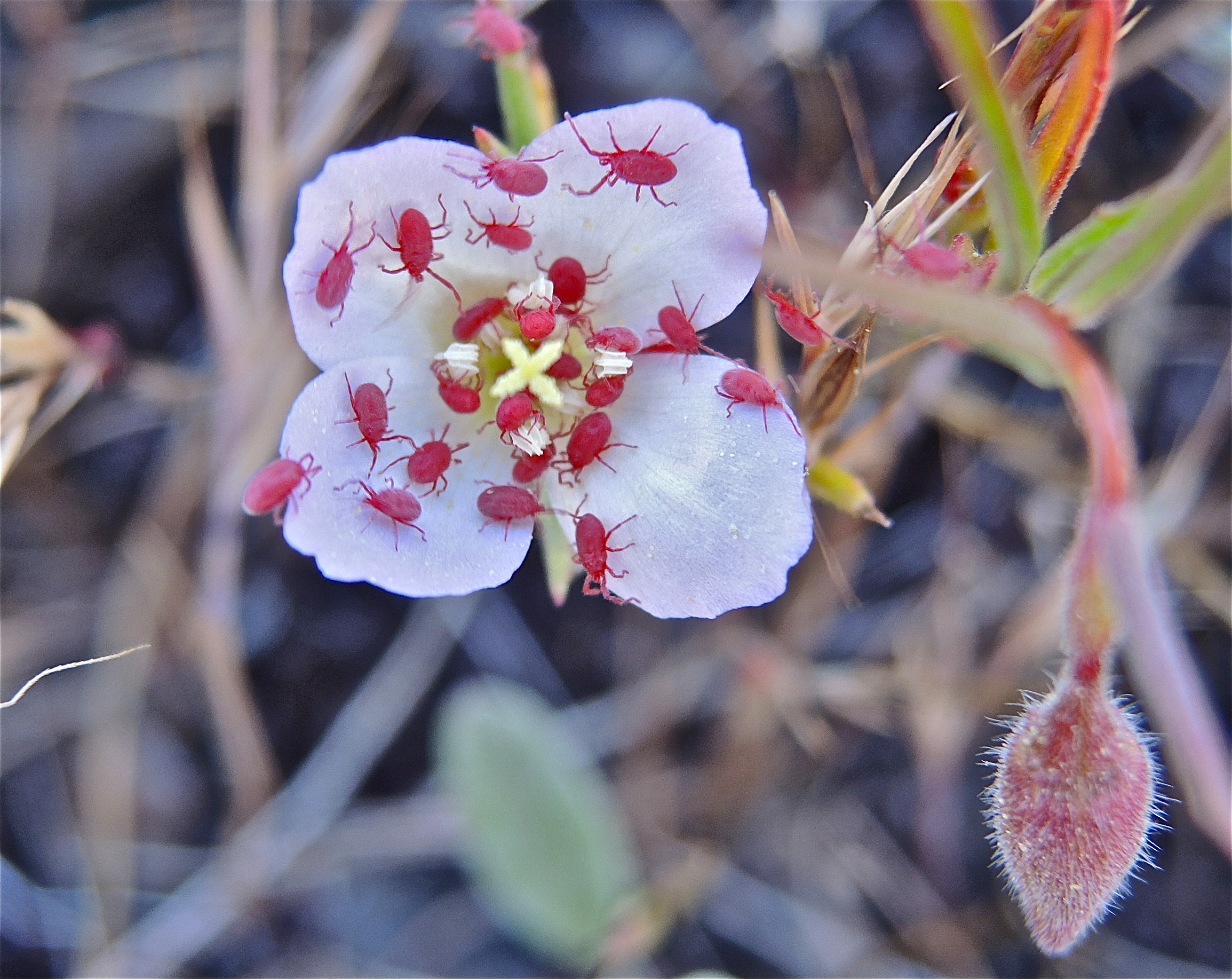 <i>Clarkia arcuata</i>